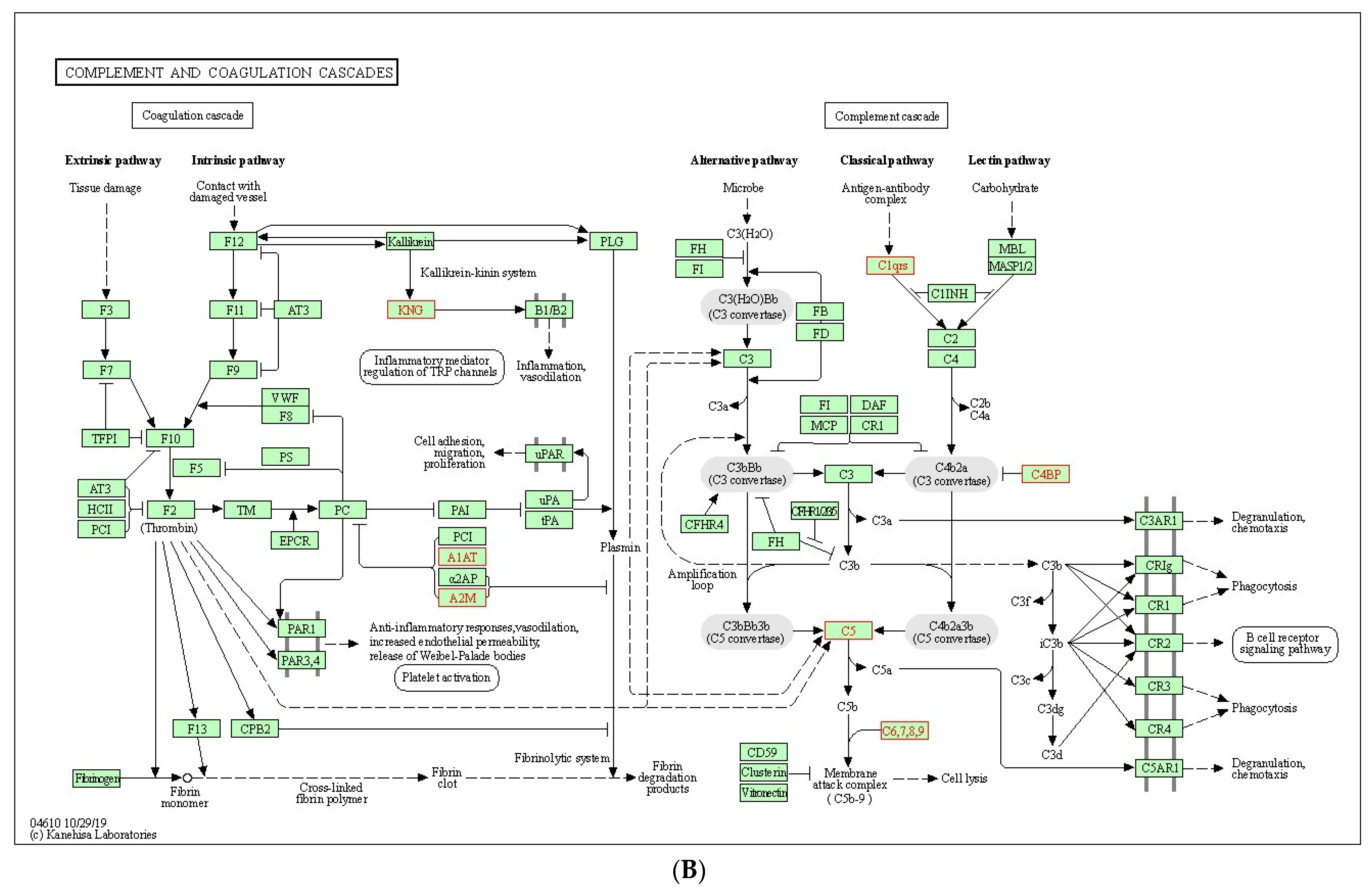 Ijms 23 10153 g003b 550