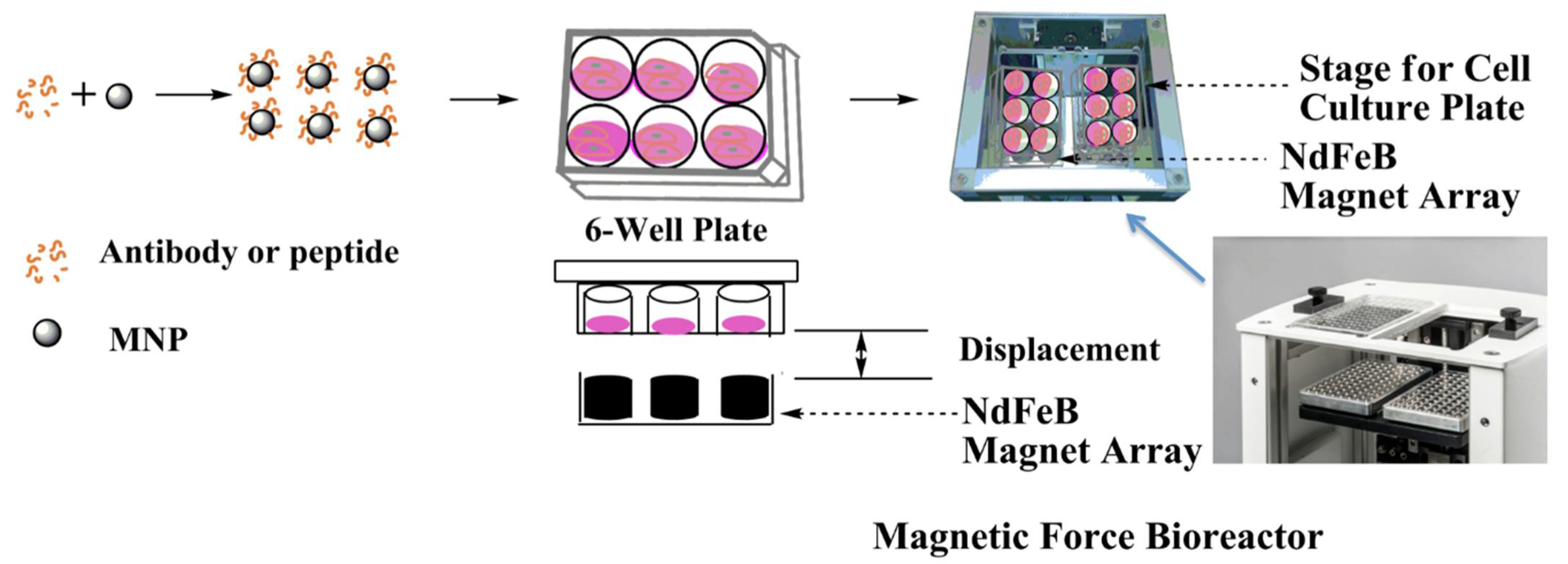 Ijms 23 10164 g003 550