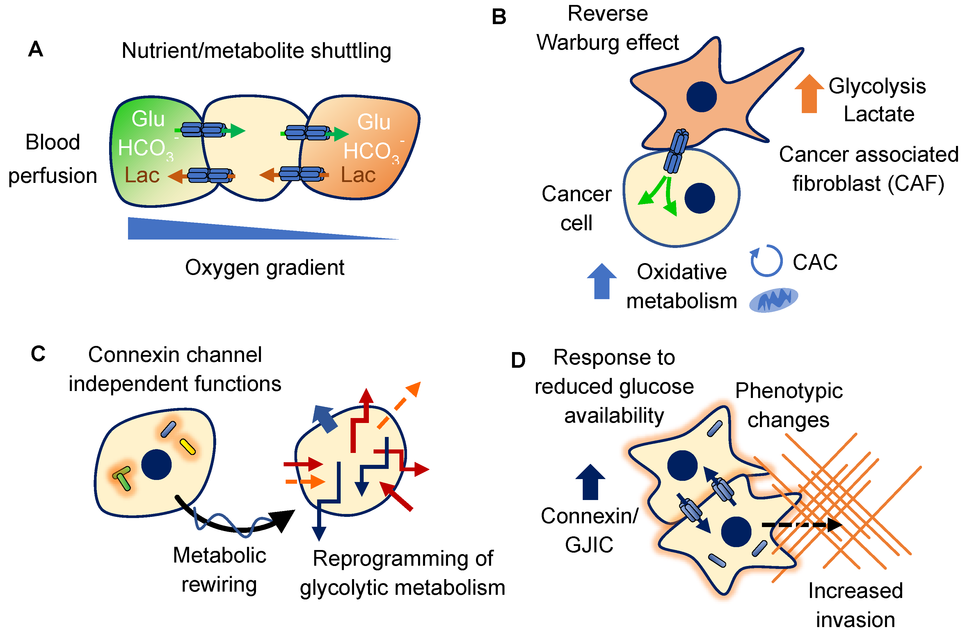 IJMS | Free Full-Text | Connexins and Glucose Metabolism in Cancer 