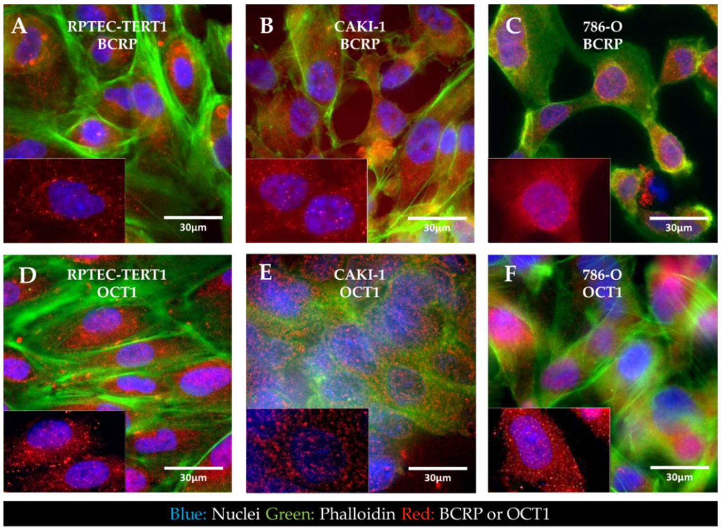 Ijms 23 10177 g006 550