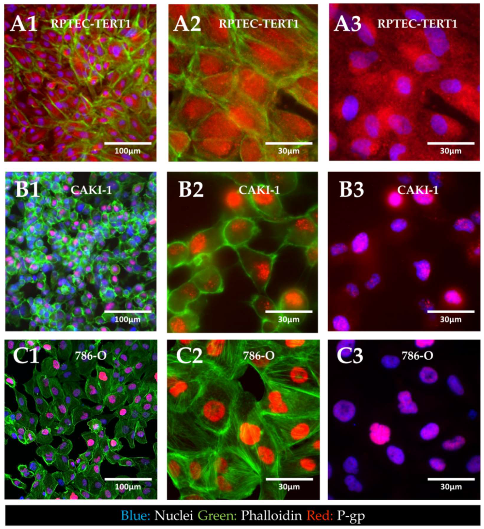 Ijms 23 10177 g007 550