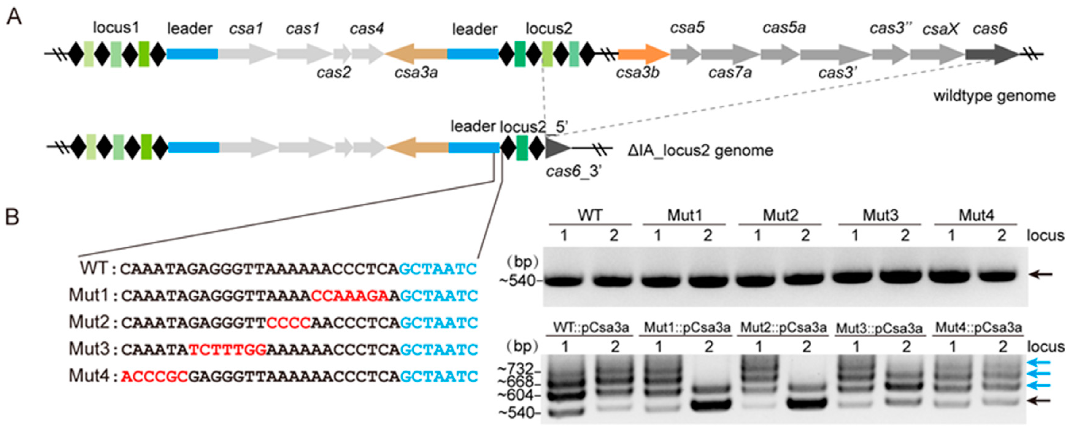 Ijms 23 10178 g001 550