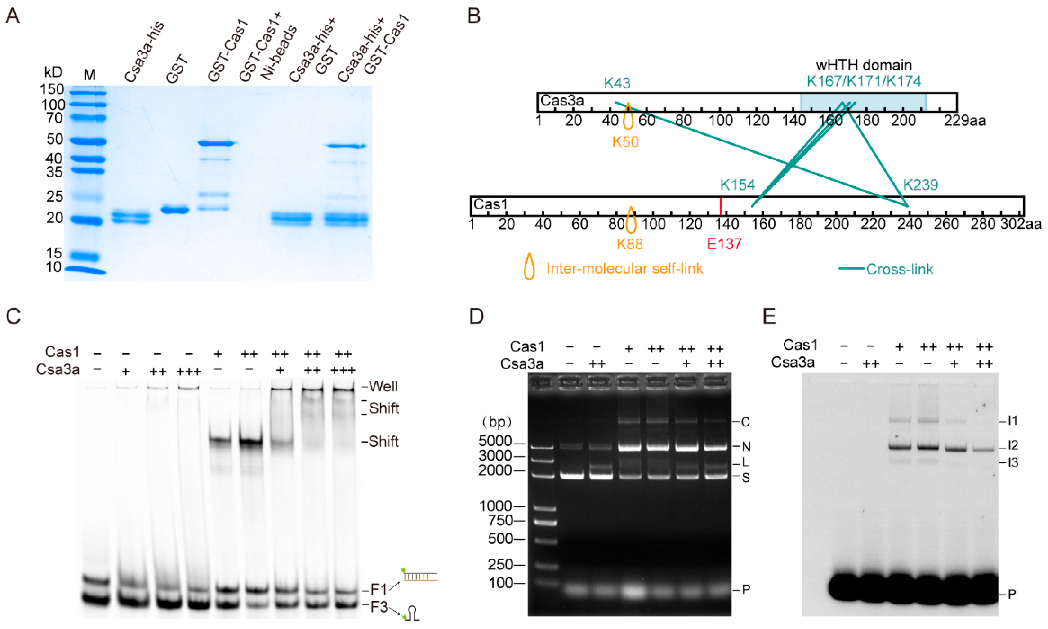 Ijms 23 10178 g004 550
