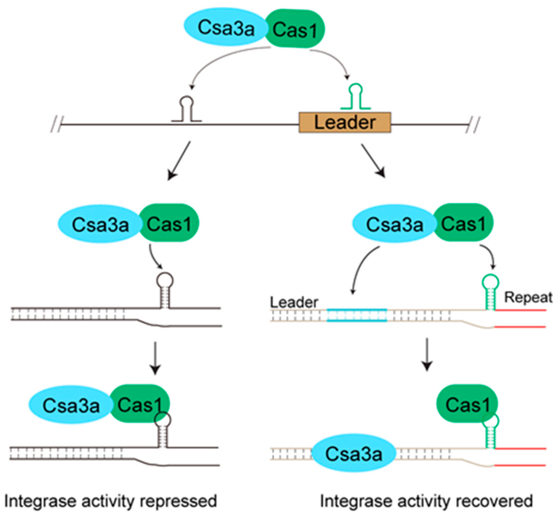 Ijms 23 10178 g006 550