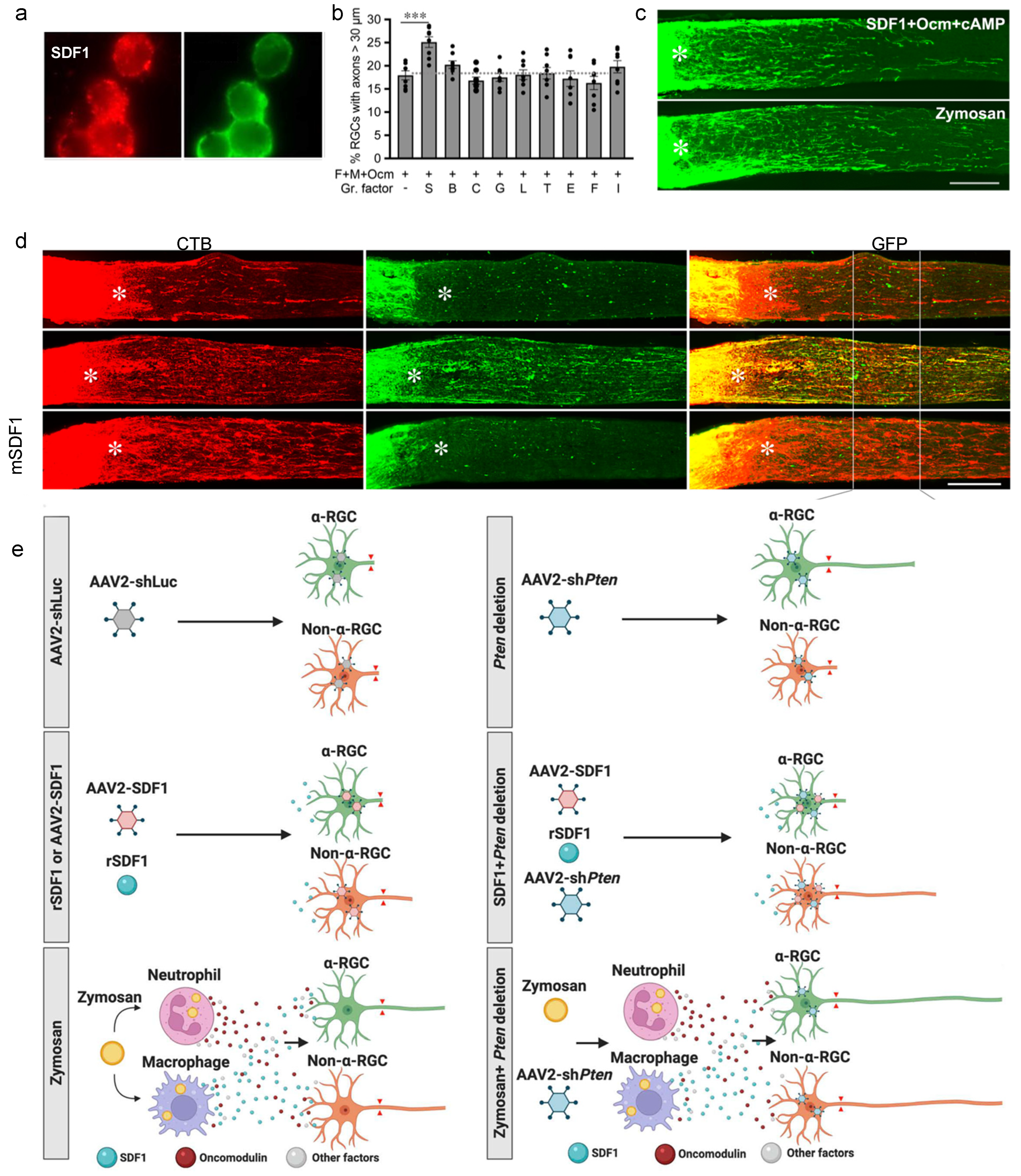 Ijms 23 10179 g002 550