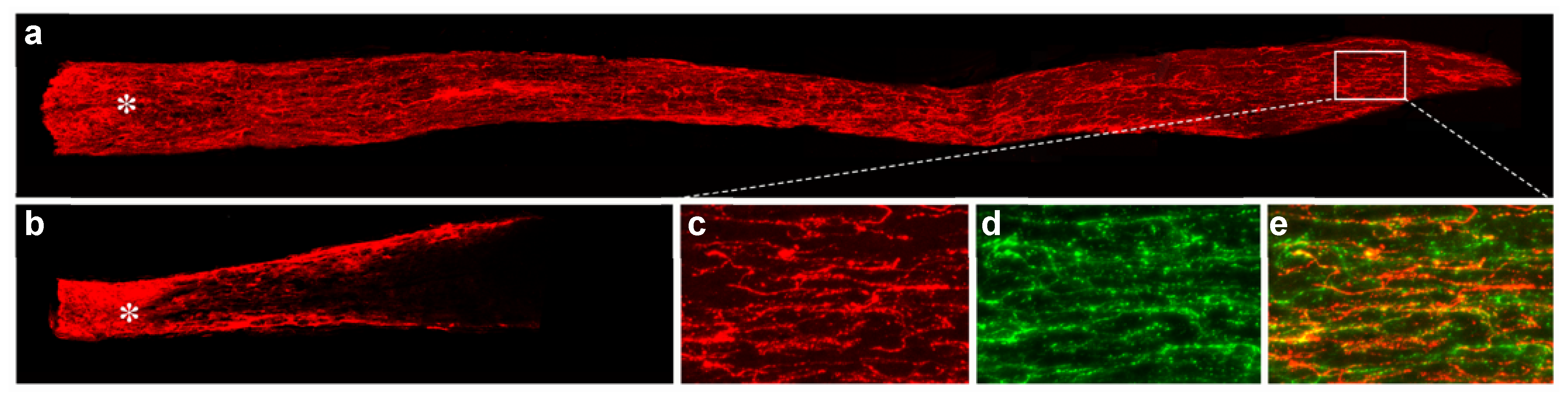 Ijms 23 10179 g007 550