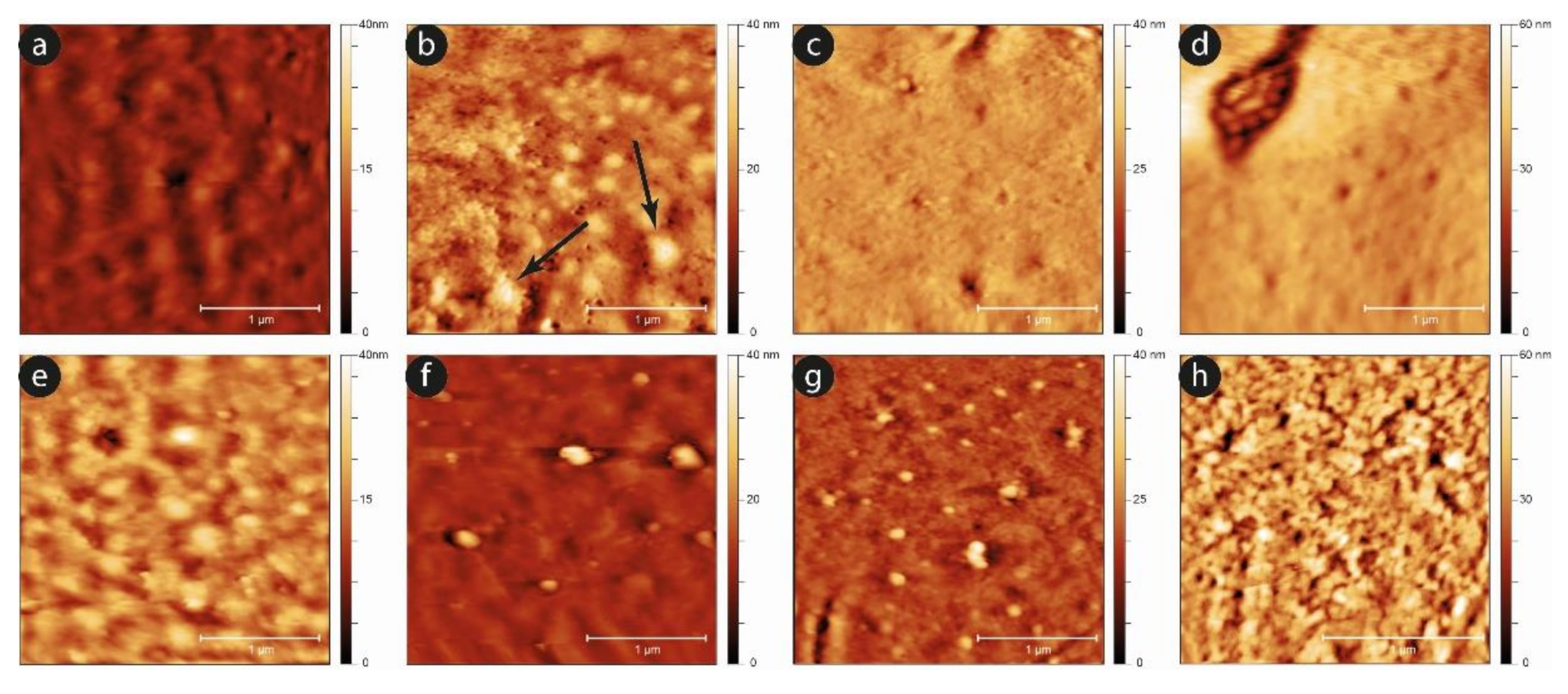 Ijms 23 10180 g008 550