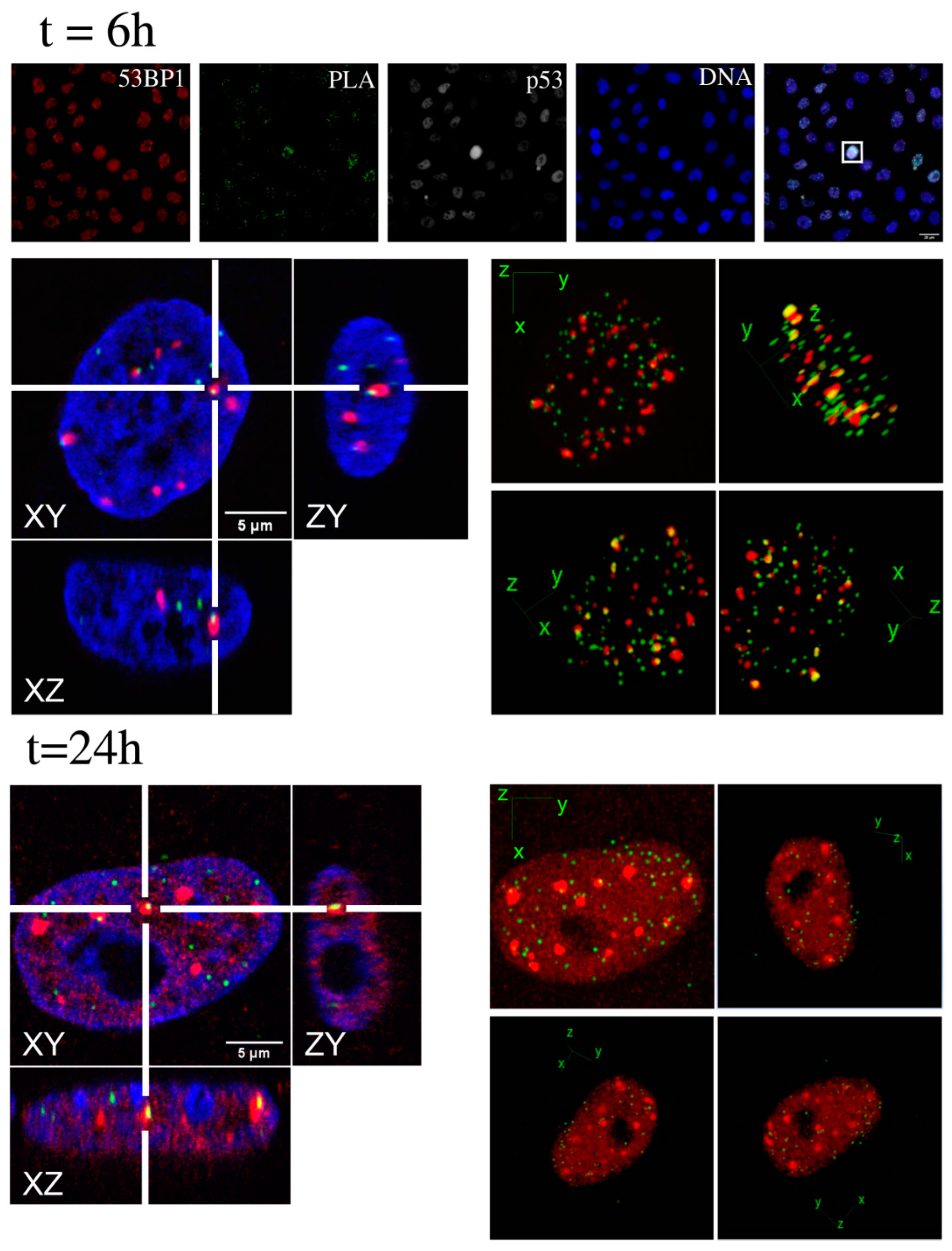 Ijms 23 10193 g006 550