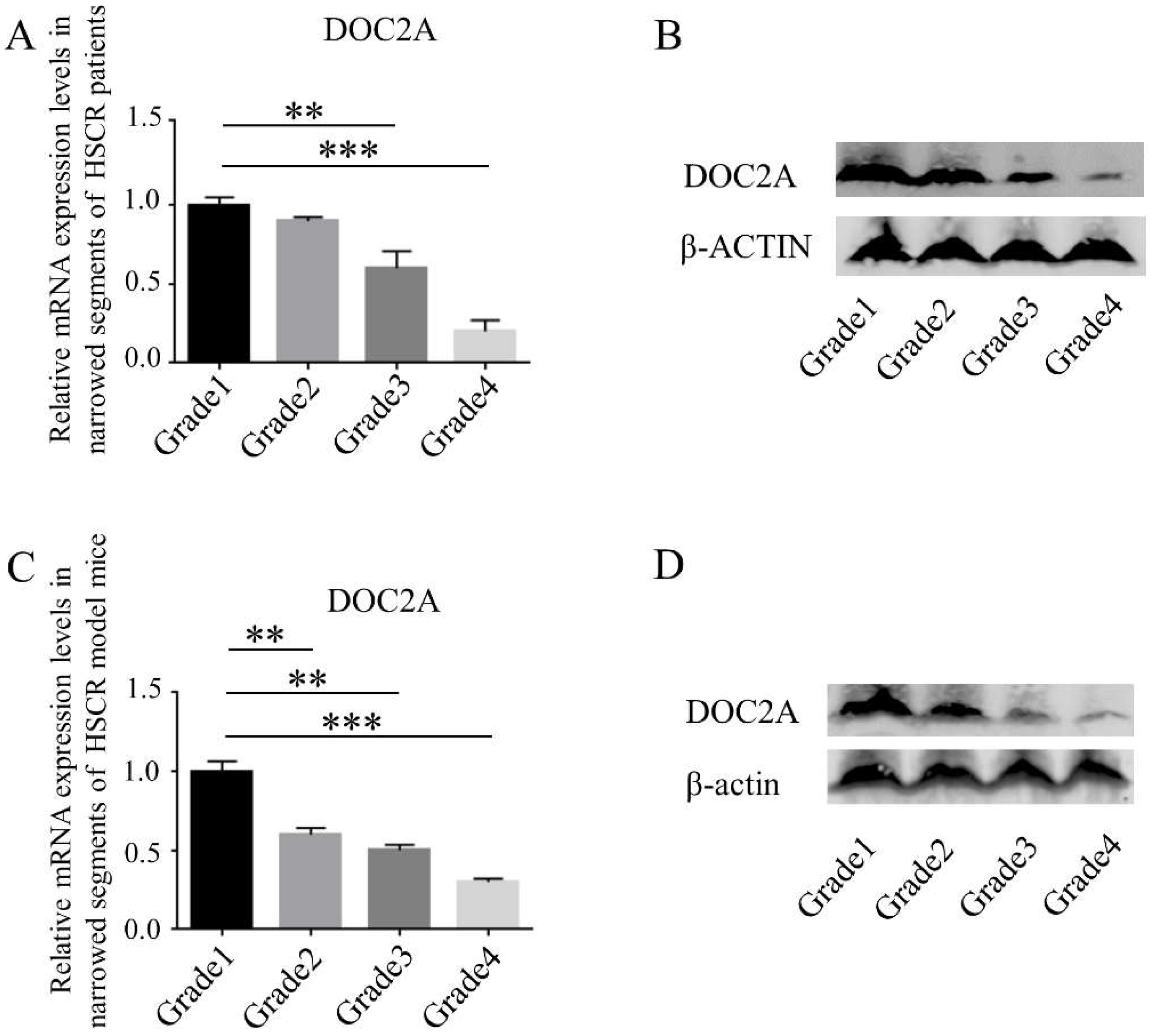 Down-Regulation of Double C2 Domain Alpha Promotes the Formation of