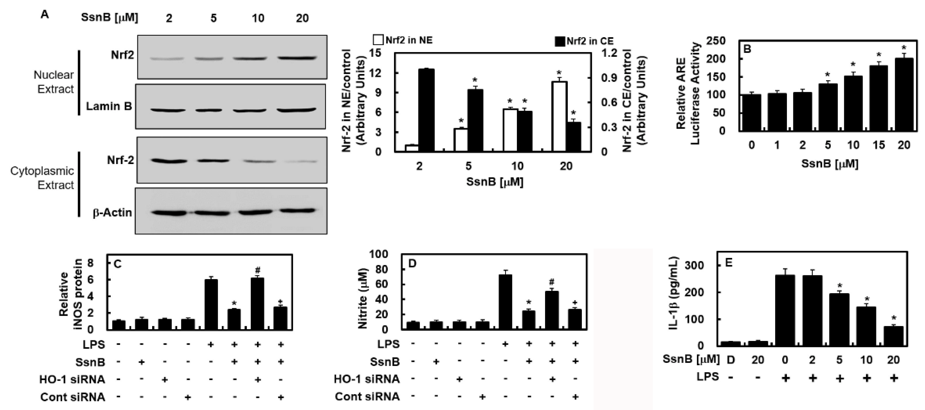 Ijms 23 10213 g004 550