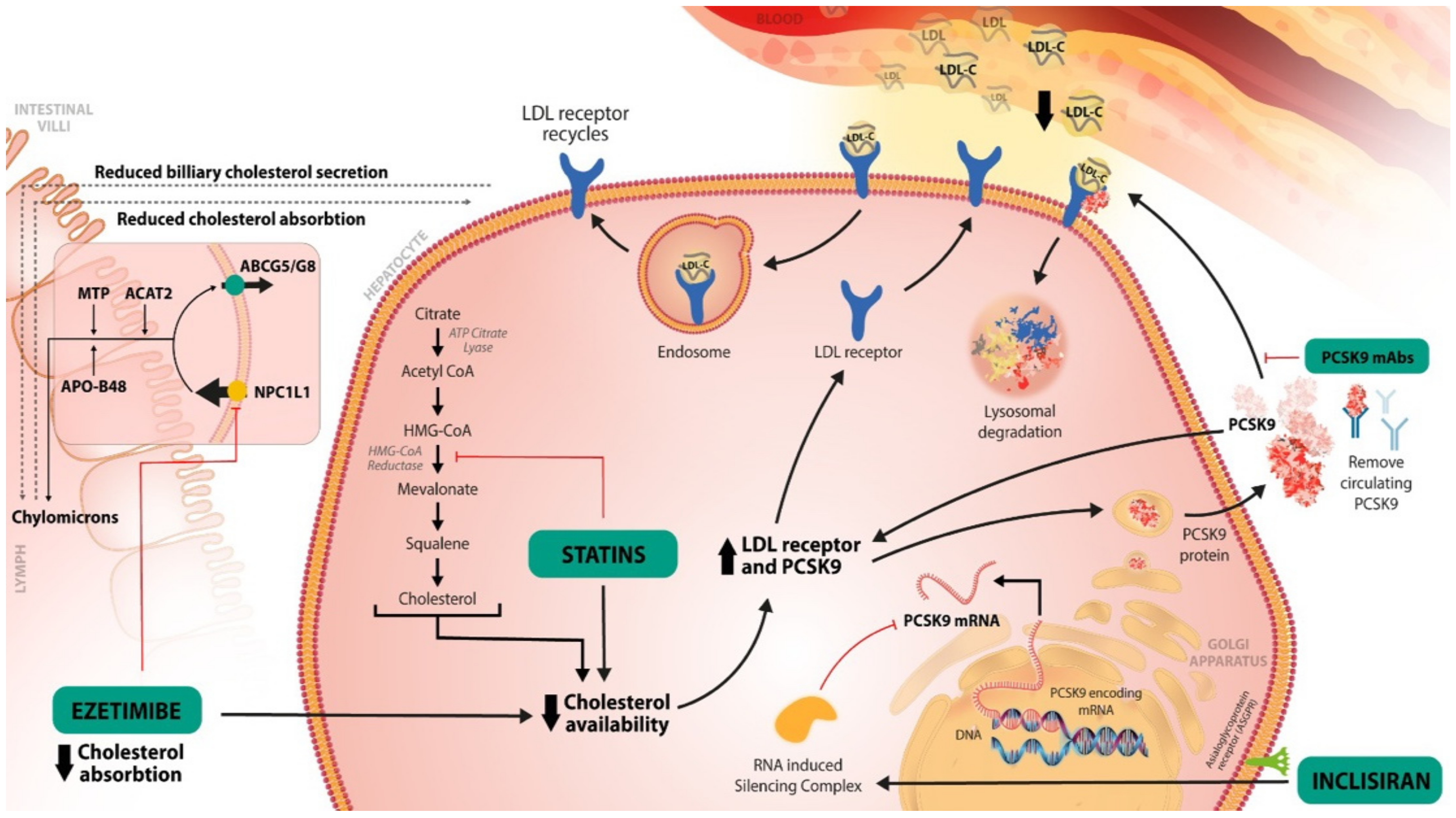 Ijms 23 10221 g001 550