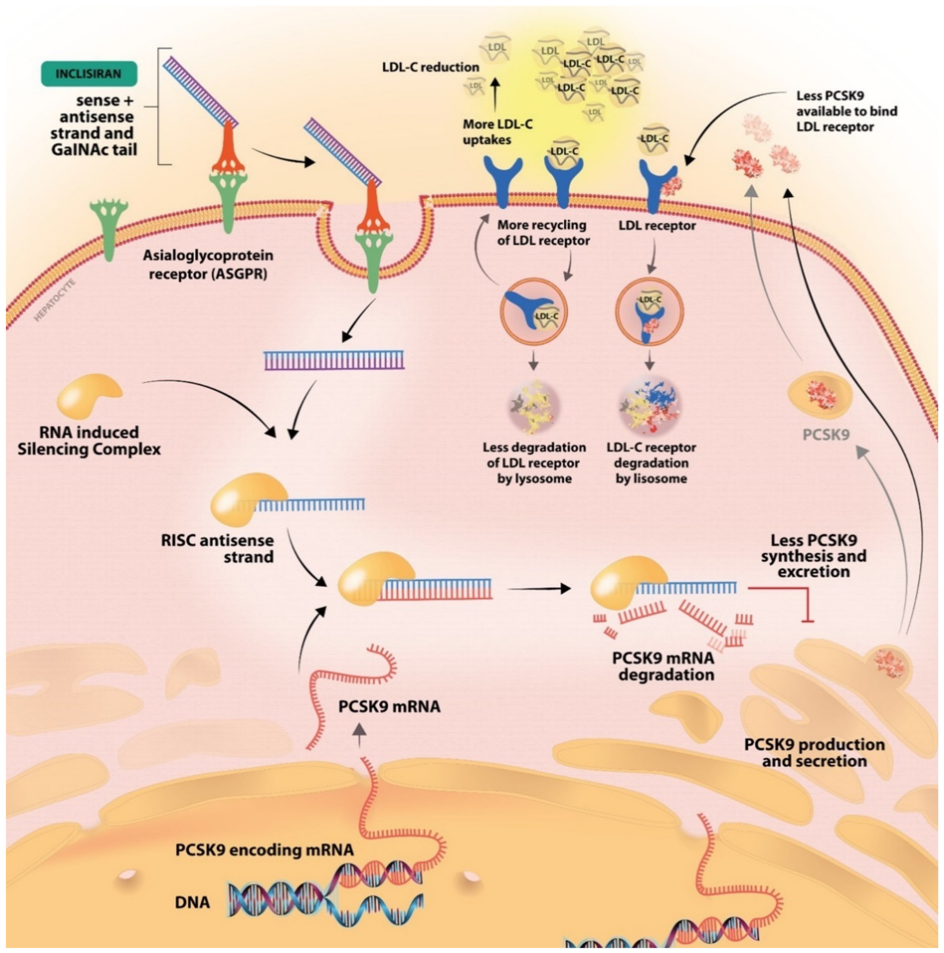 Ijms 23 10221 g002 550
