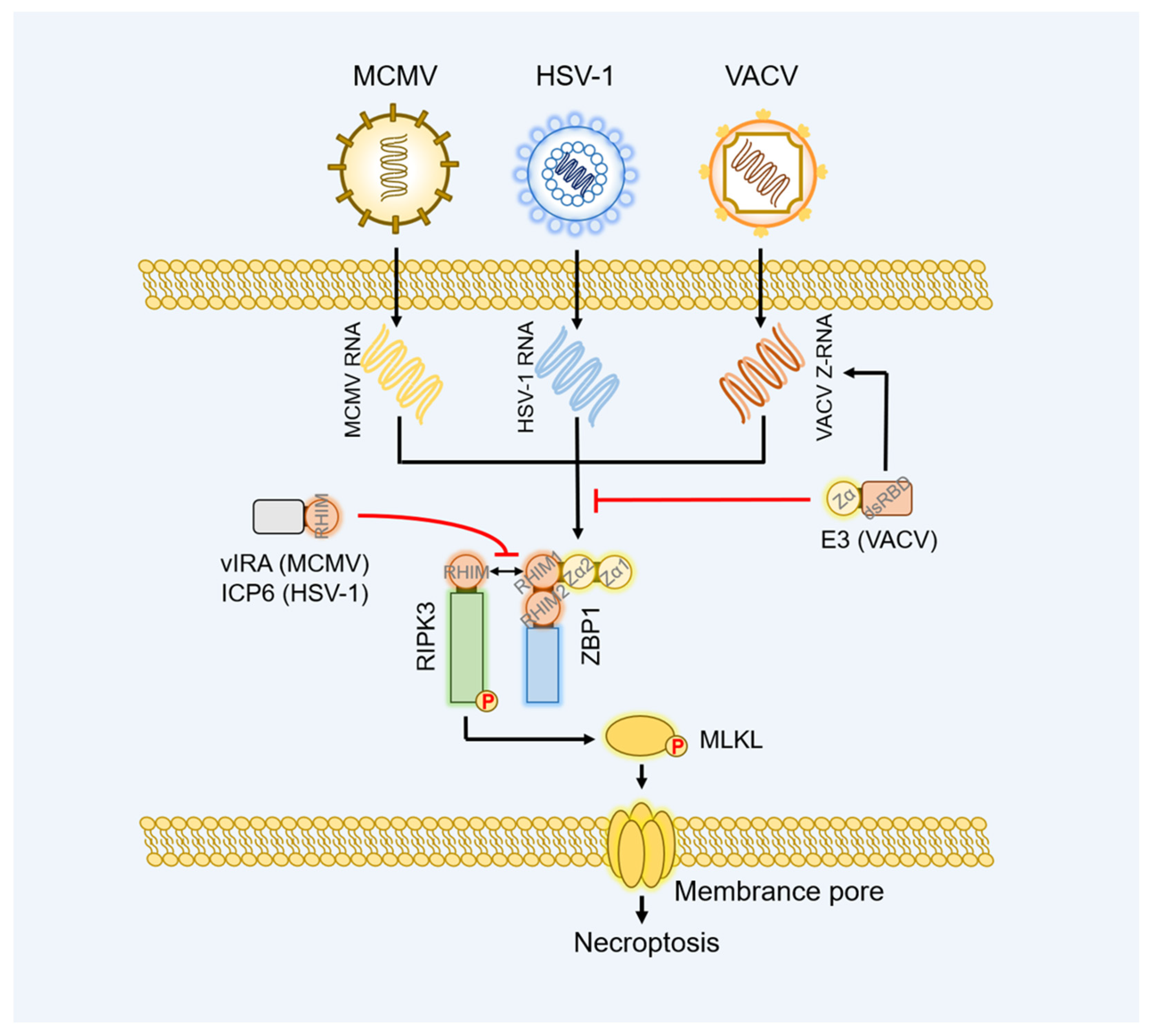 Ijms 23 10224 g003 550