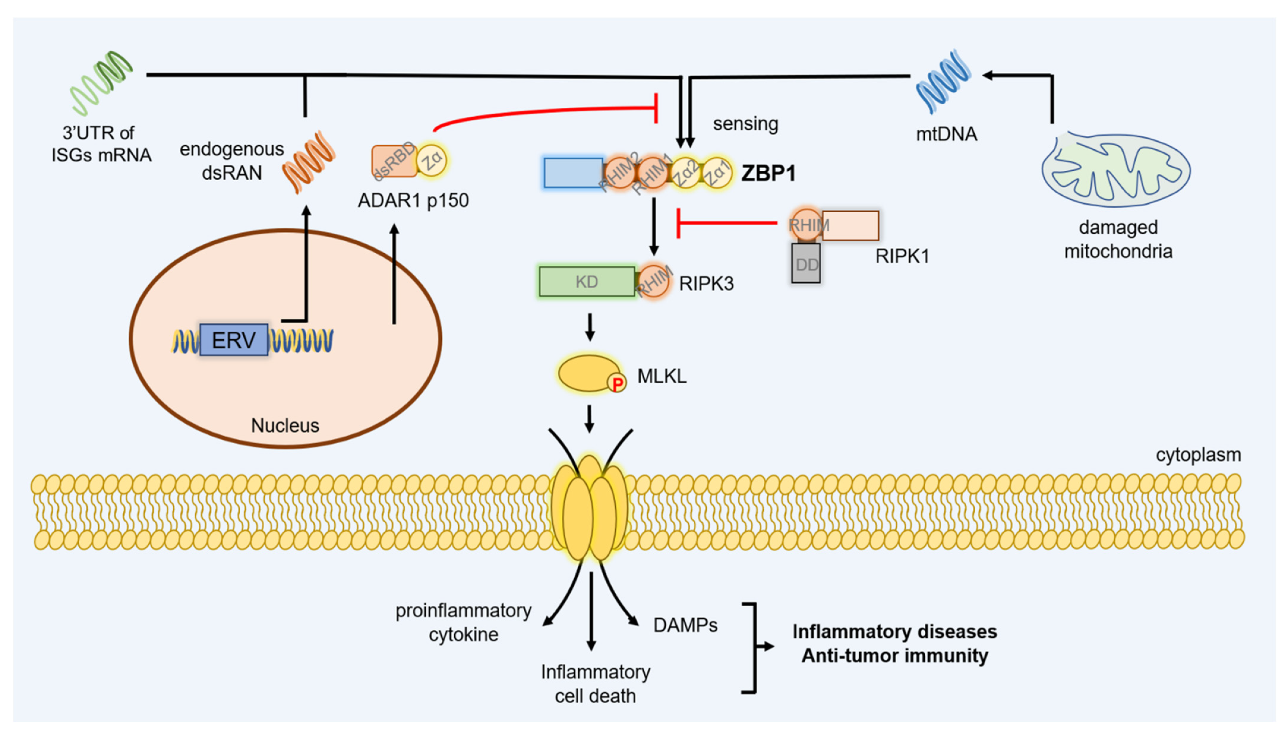 Ijms 23 10224 g004 550