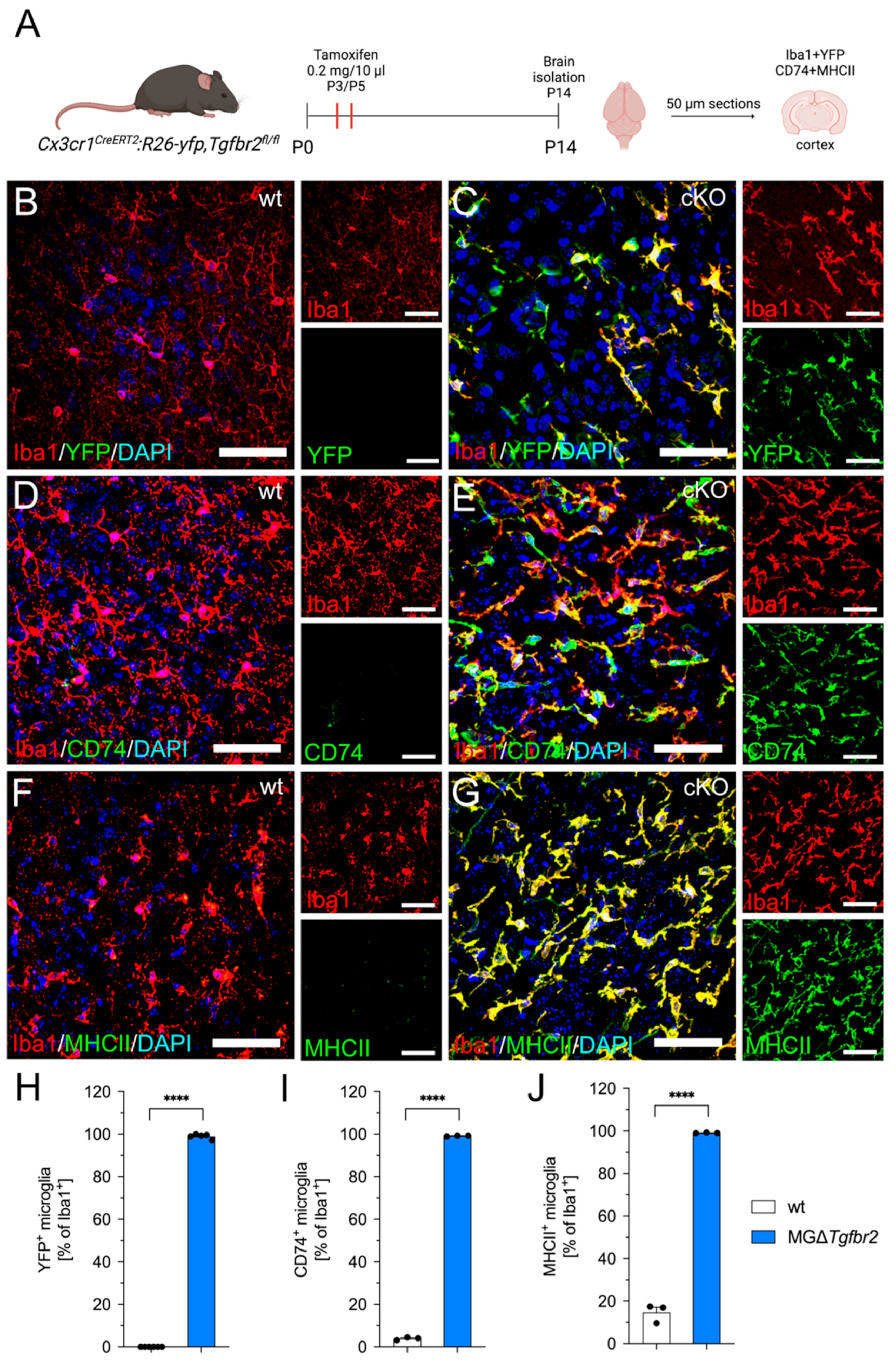 Ijms 23 10247 g006 550