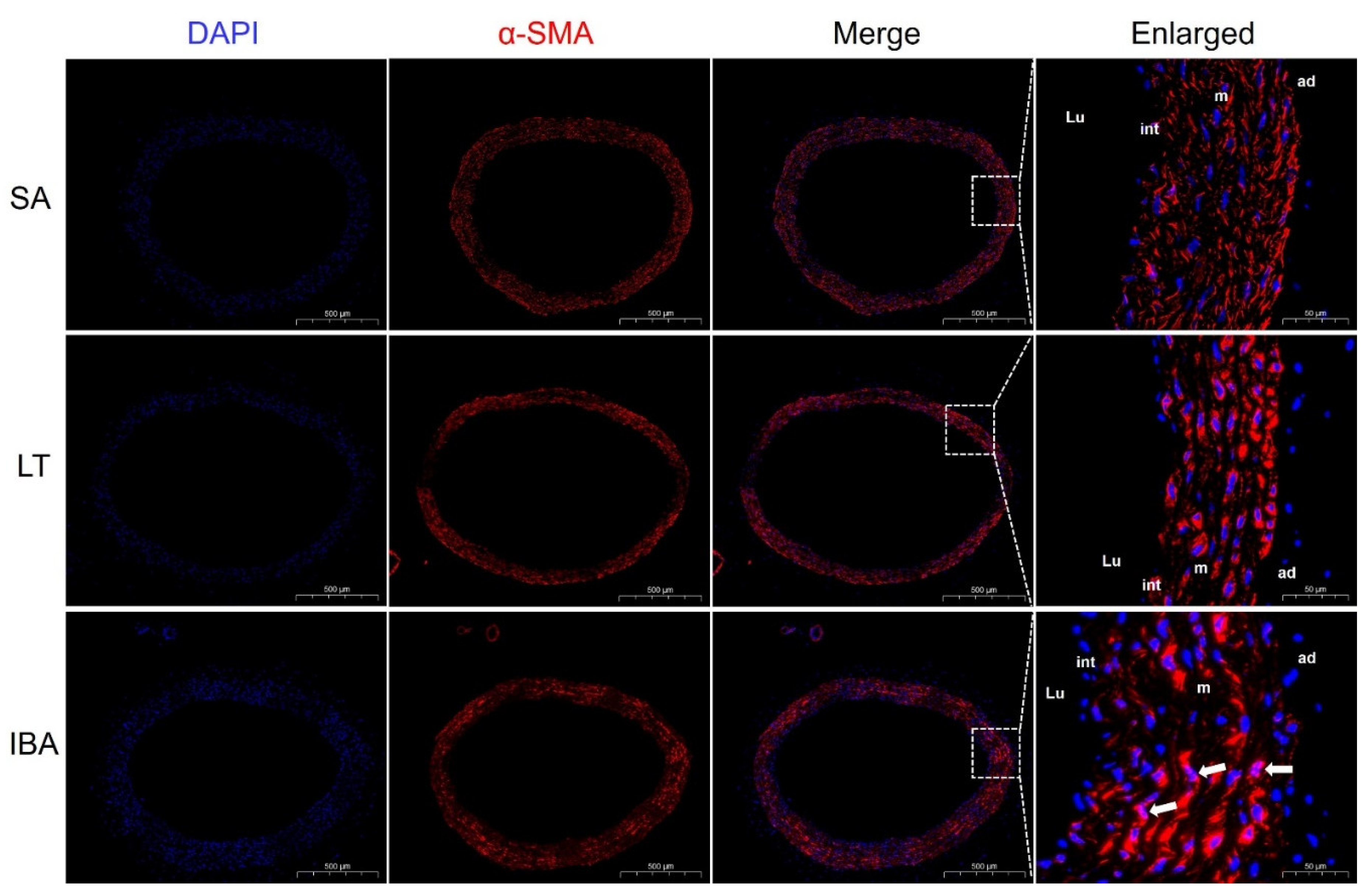 Ijms 23 10248 g005 Ijms 23 10248 g005