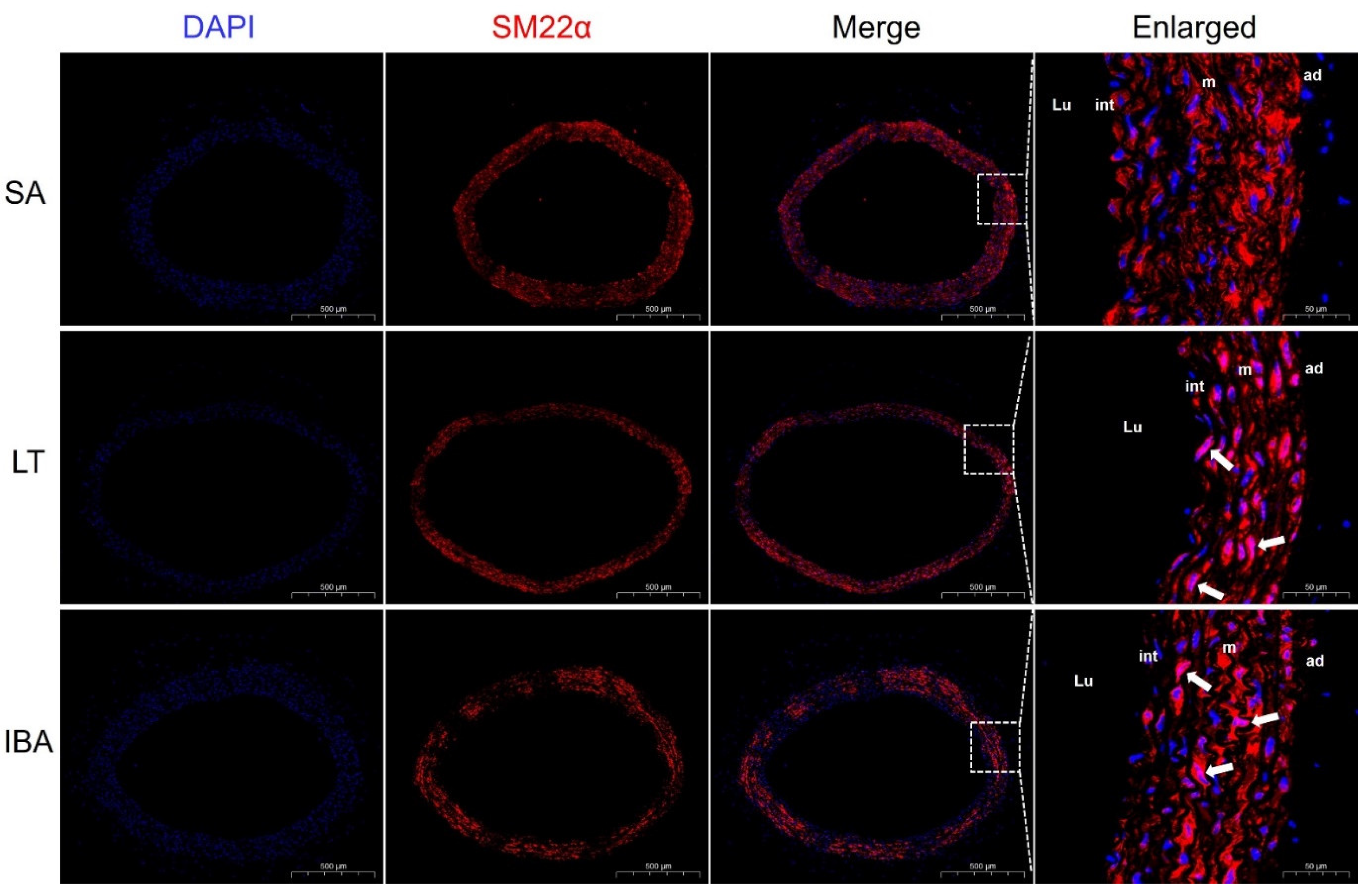 Ijms 23 10248 g006 Ijms 23 10248 g006
