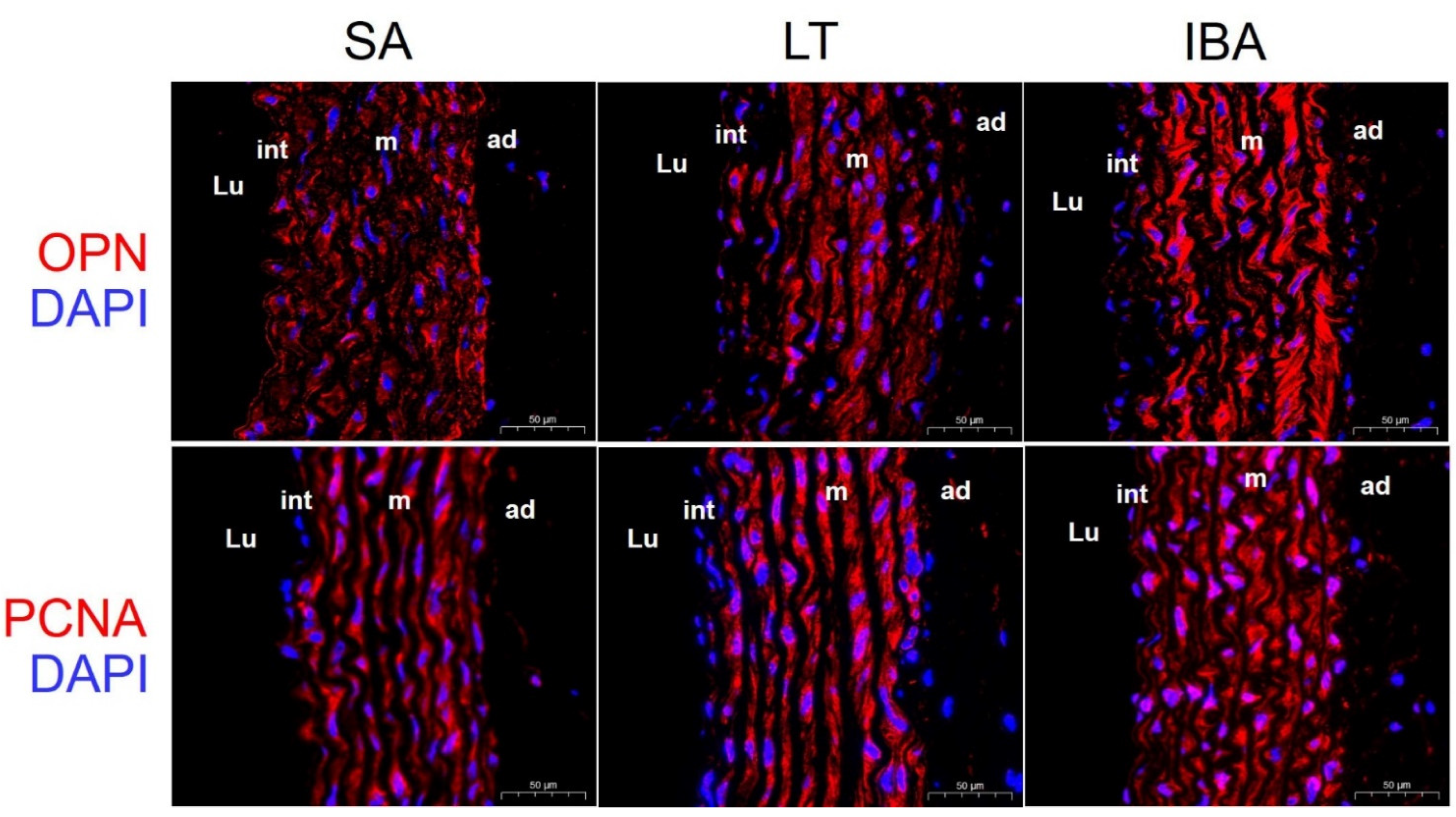 Ijms 23 10248 g008 Ijms 23 10248 g008