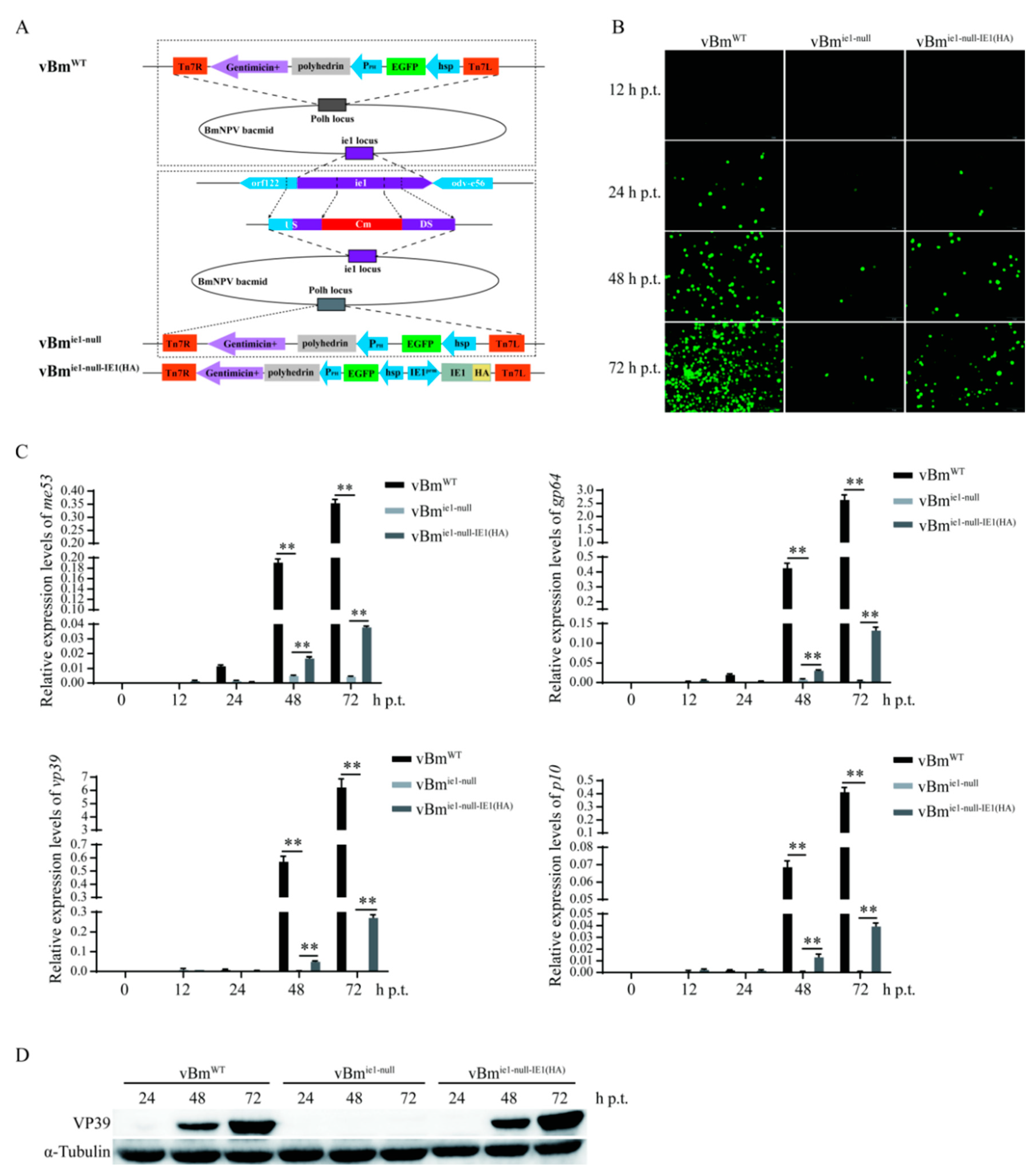 Ijms 23 10276 g002 550
