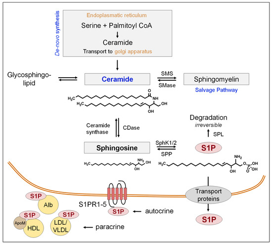 Platelet-Derived S1P and Its Relevance for the Communication with 