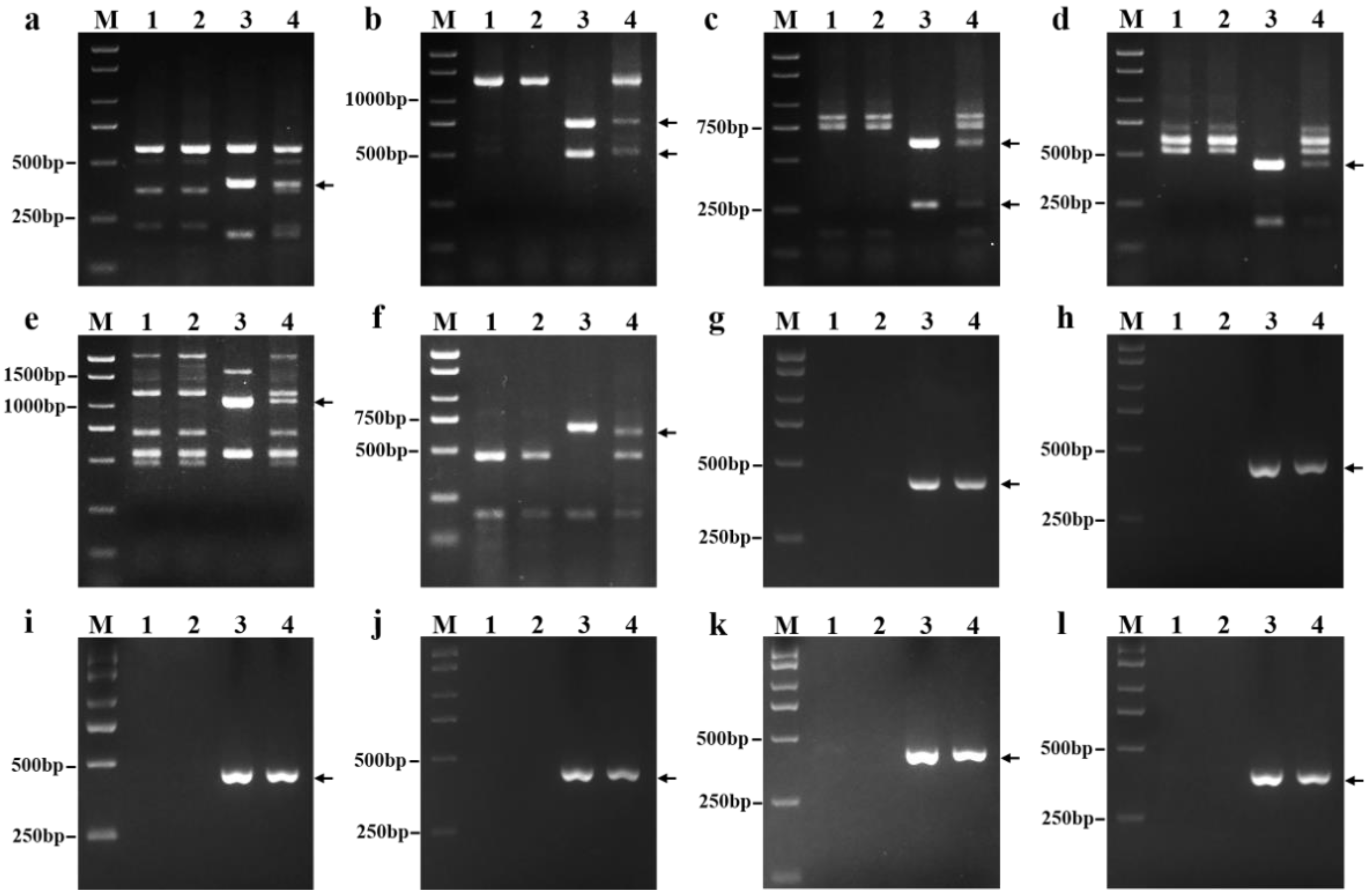 Ijms 23 10285 g003 Ijms 23 10285 g003