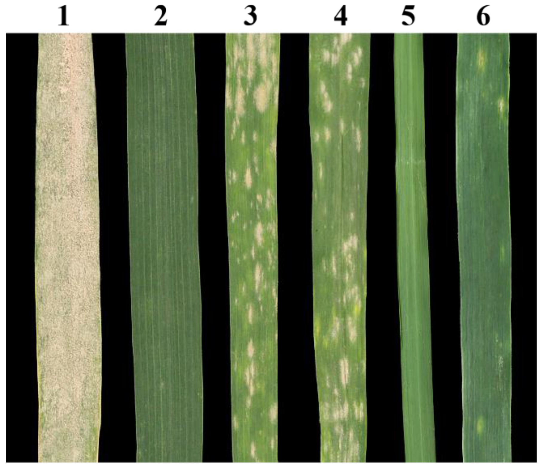 Ijms 23 10285 g004 Ijms 23 10285 g004