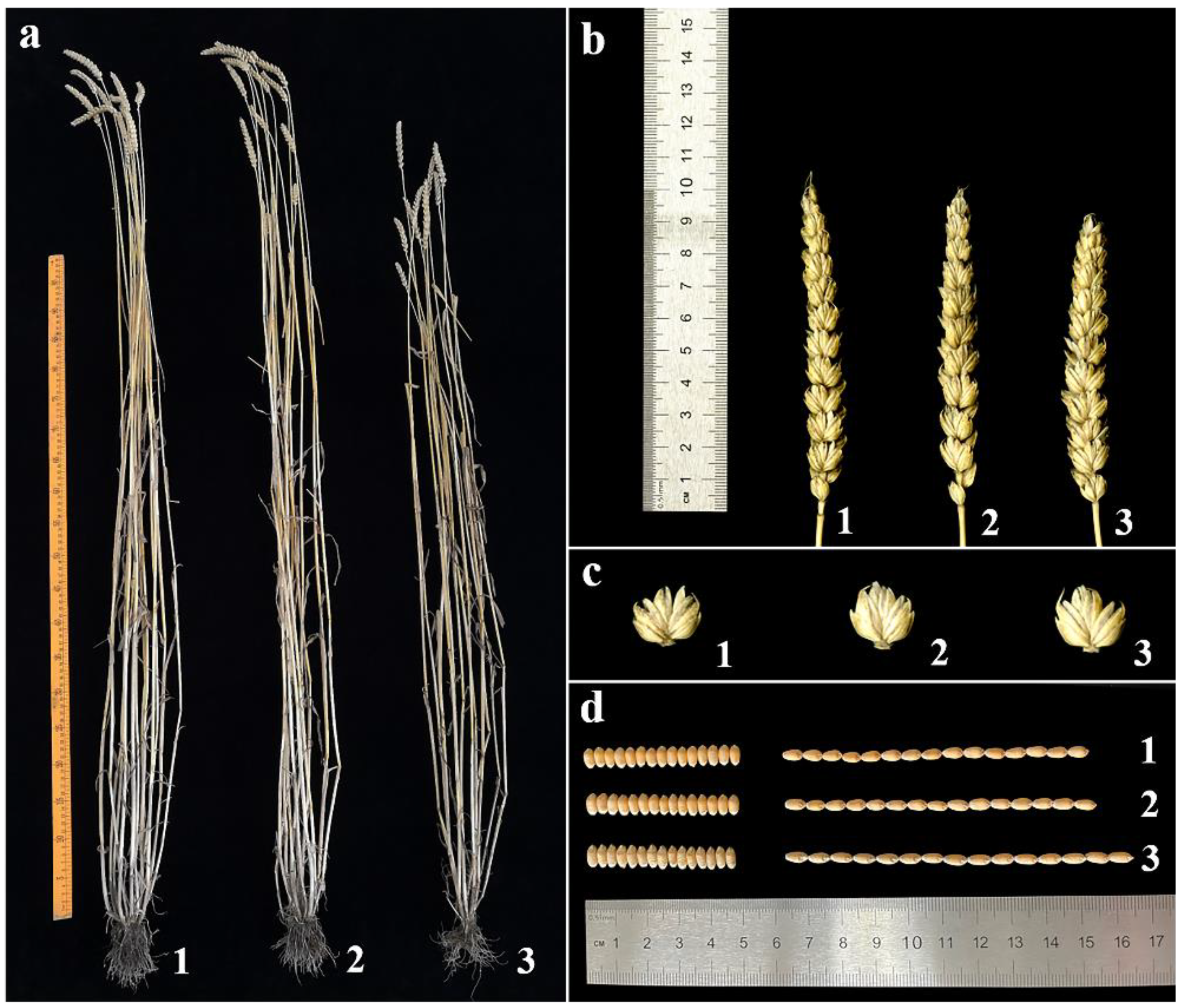 Ijms 23 10285 g005 Ijms 23 10285 g005