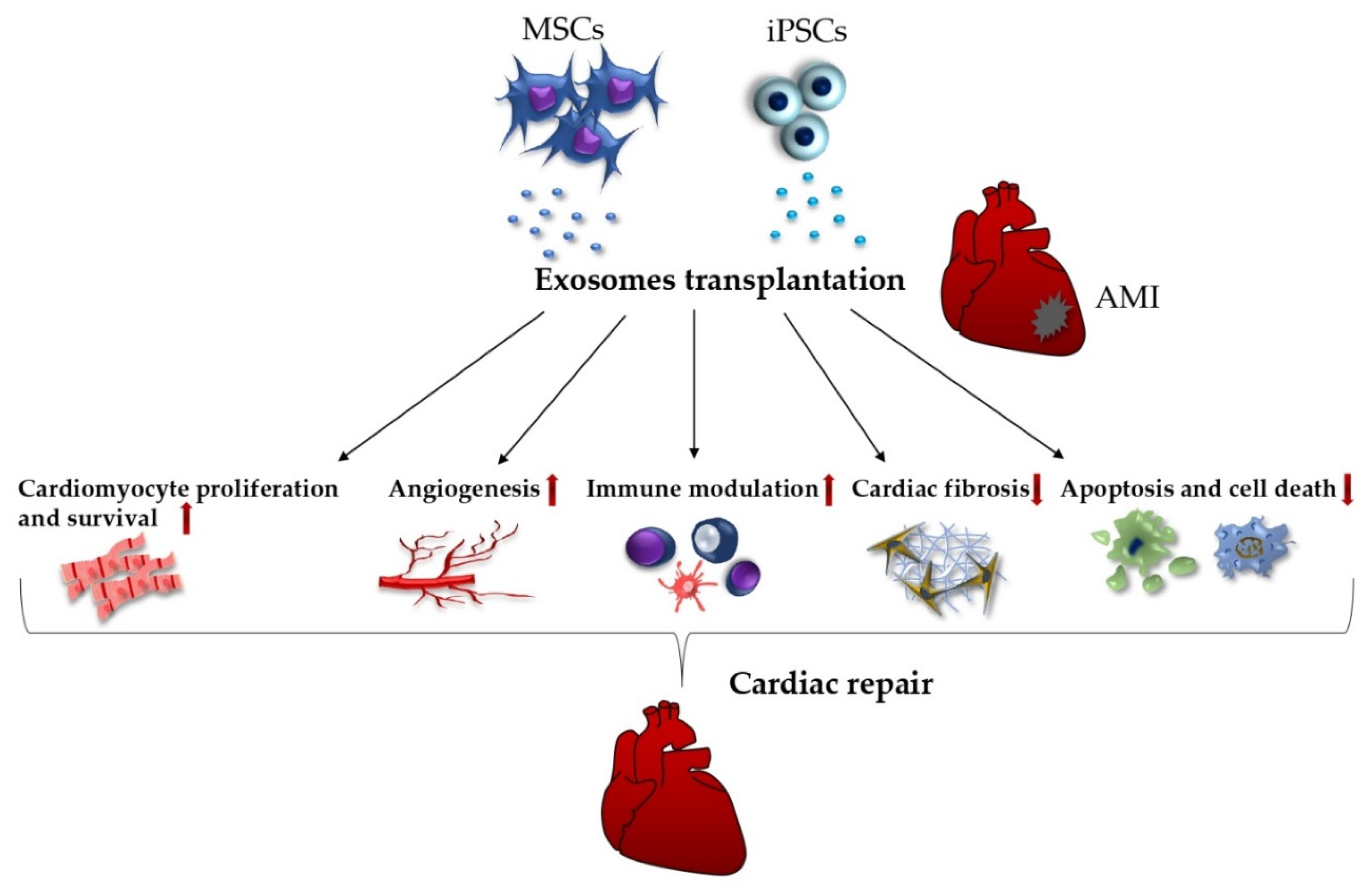 IJMS | Free Full-Text | Cell-Based and Selected Cell-Free Therapies for  Myocardial Infarction: How Do They Compare to the Current Treatment Options?