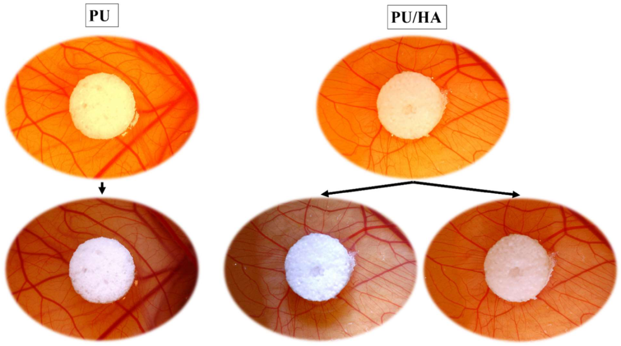 Ijms 23 10333 g014 550