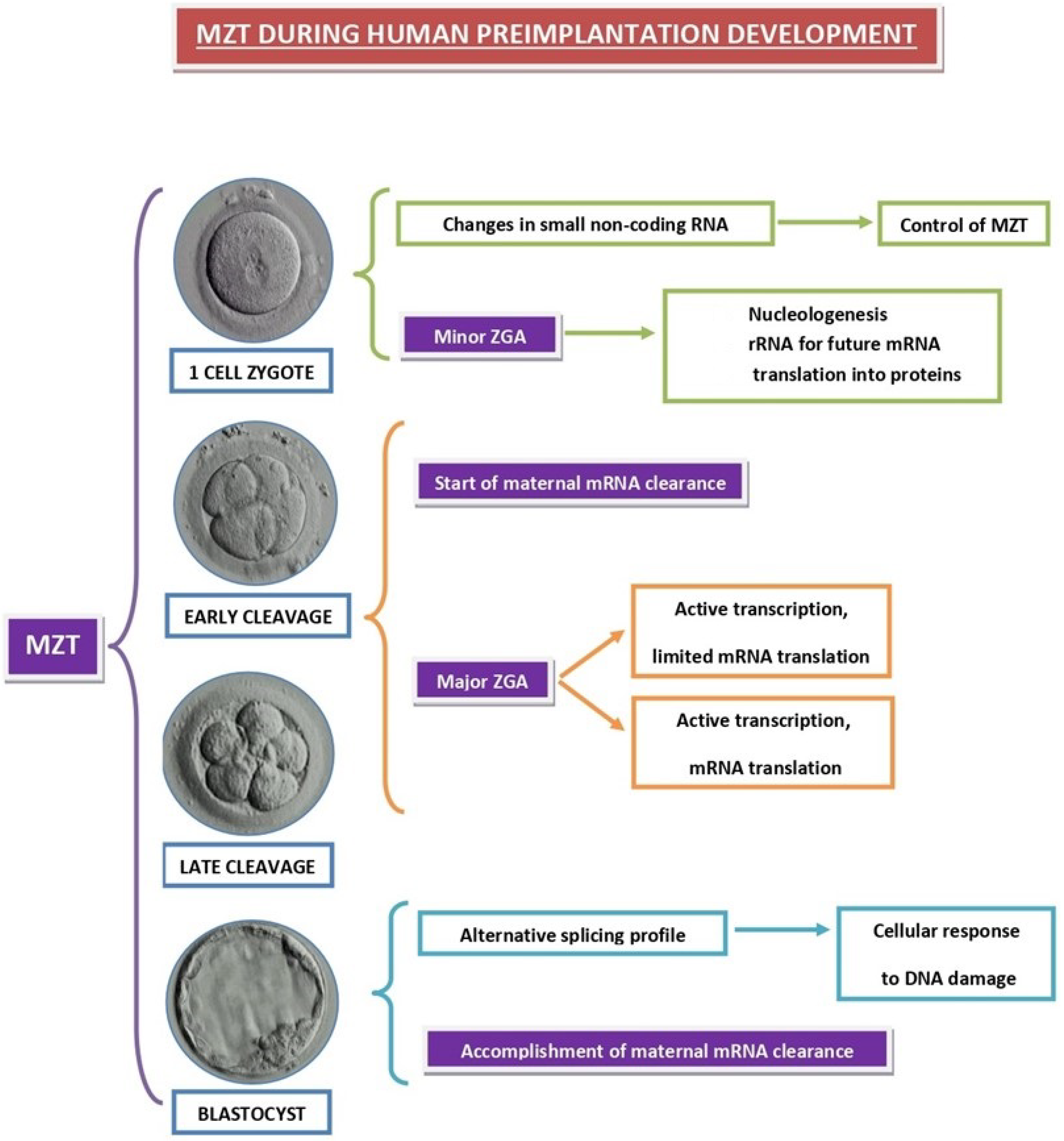 Ijms 23 10357 g003 Ijms 23 10357 g003