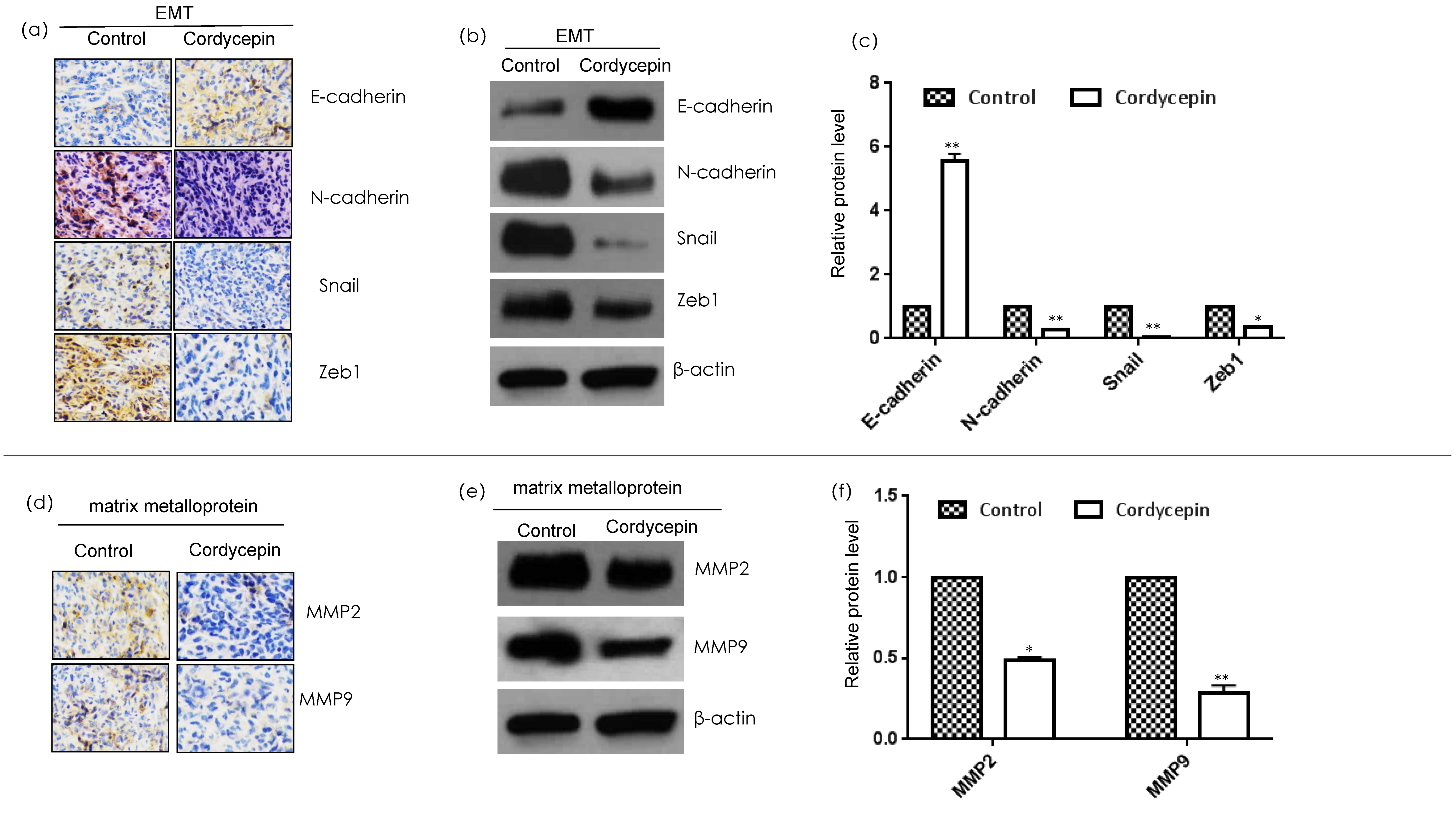 Ijms 23 10362 g003 Ijms 23 10362 g003