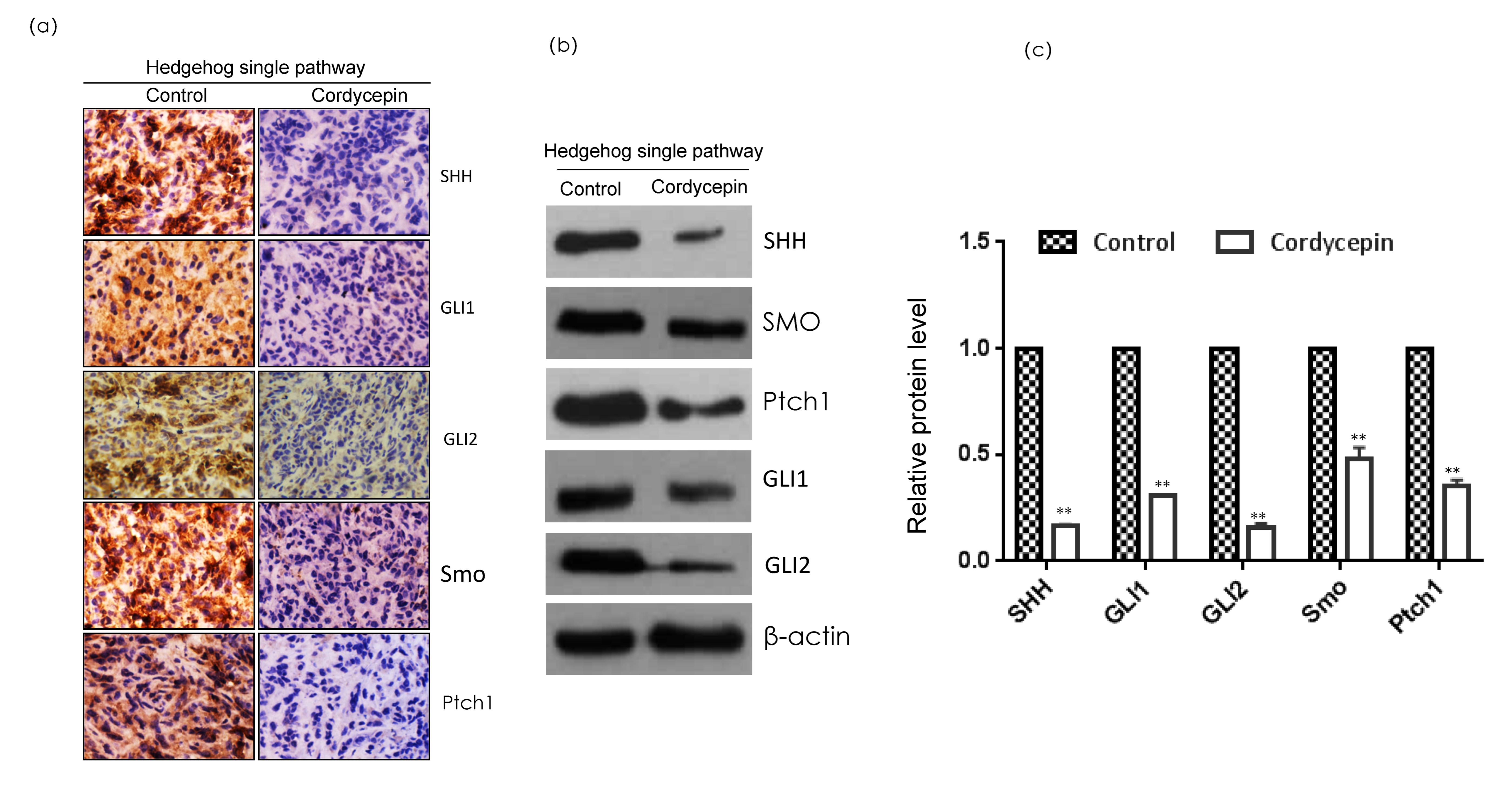 Ijms 23 10362 g006 Ijms 23 10362 g006