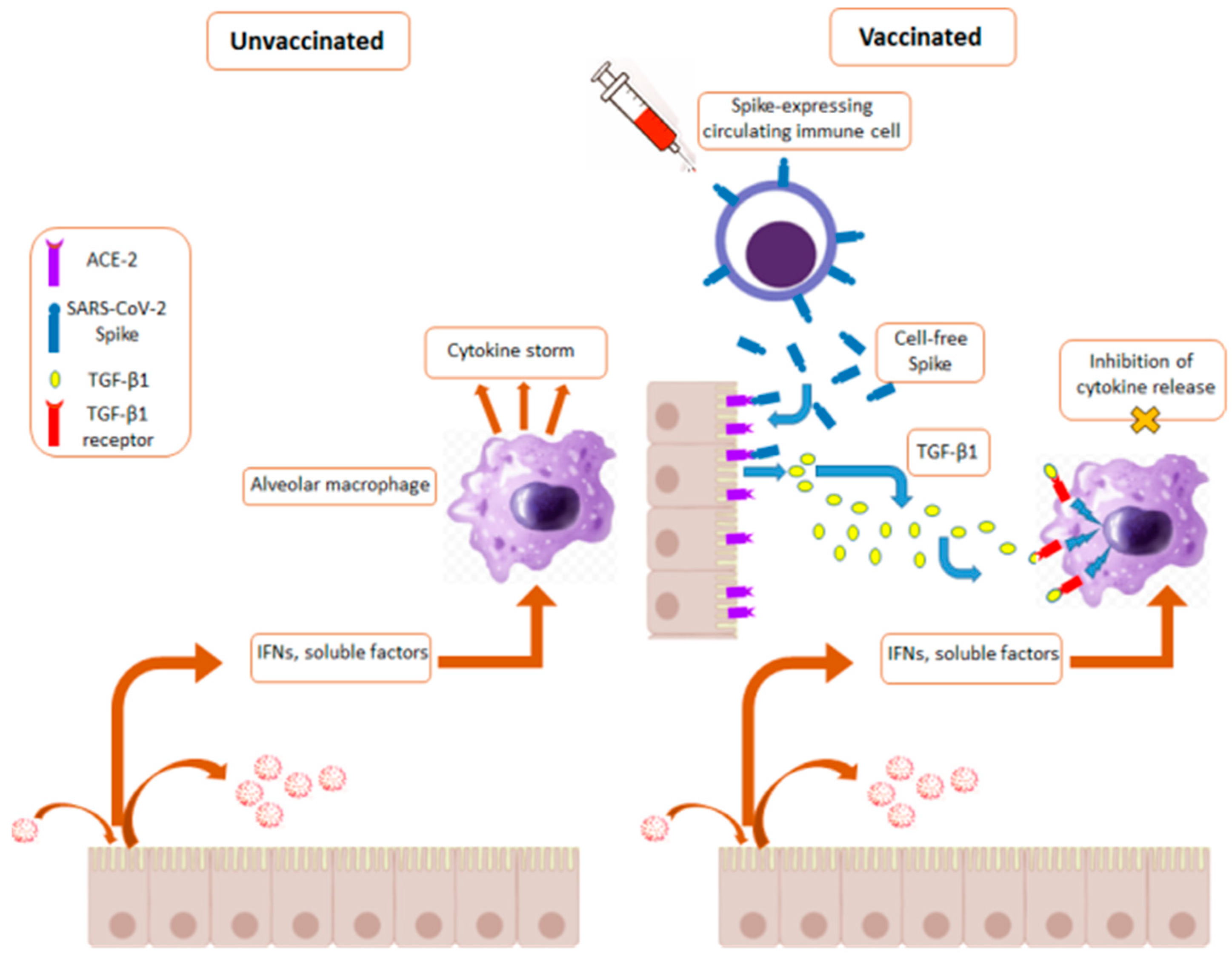 Ijms 23 10374 g002 550