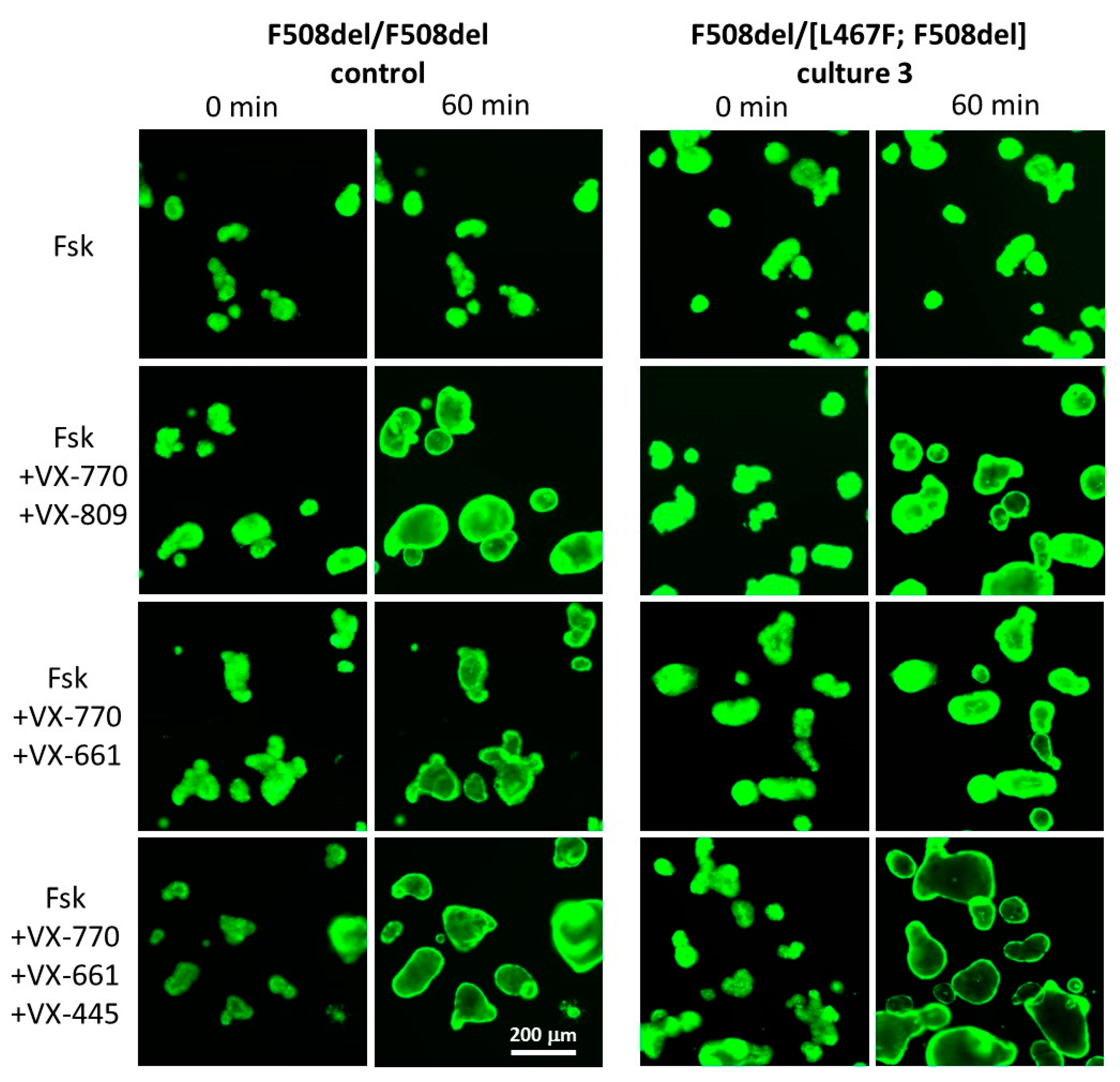 Ijms 23 10377 g003 Ijms 23 10377 g003