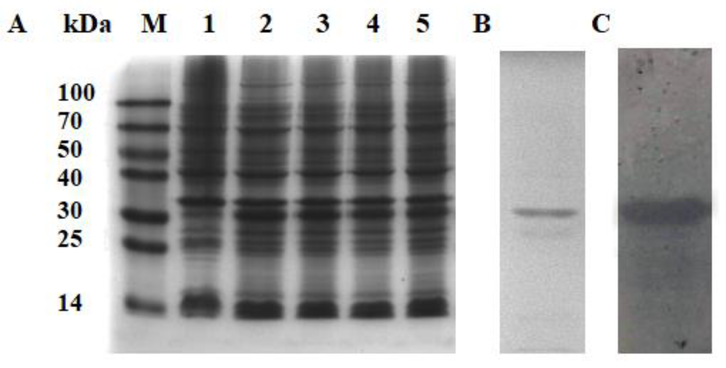 Ijms 23 10389 g003 550