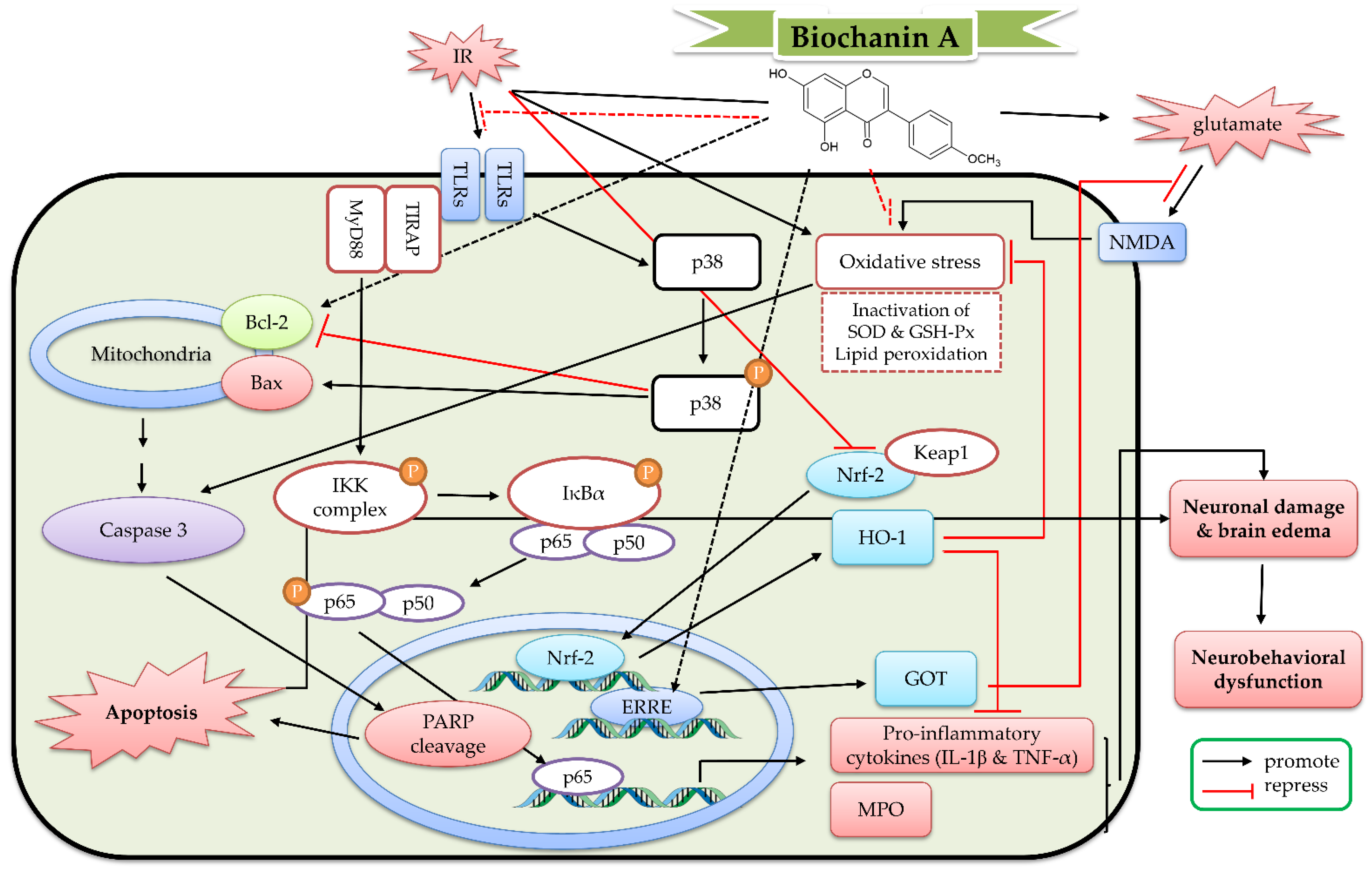 Ijms 23 10394 g007 550
