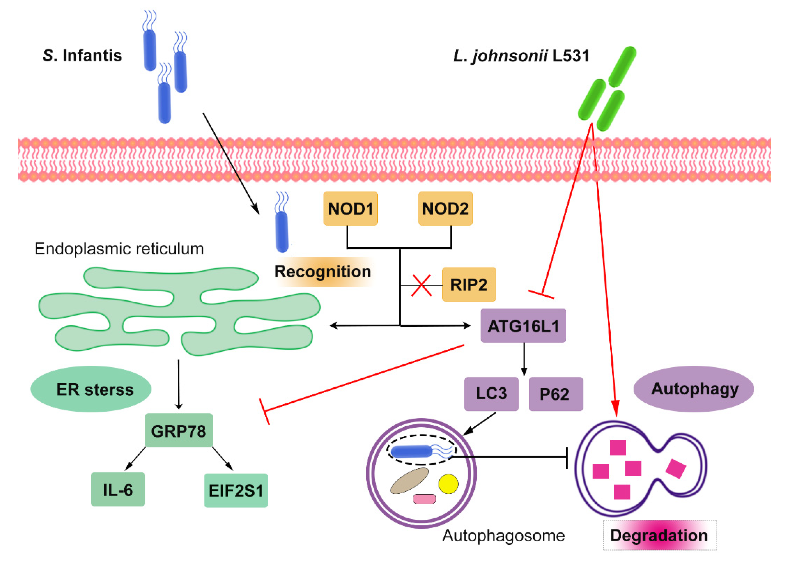 Ijms 23 10395 g007 550