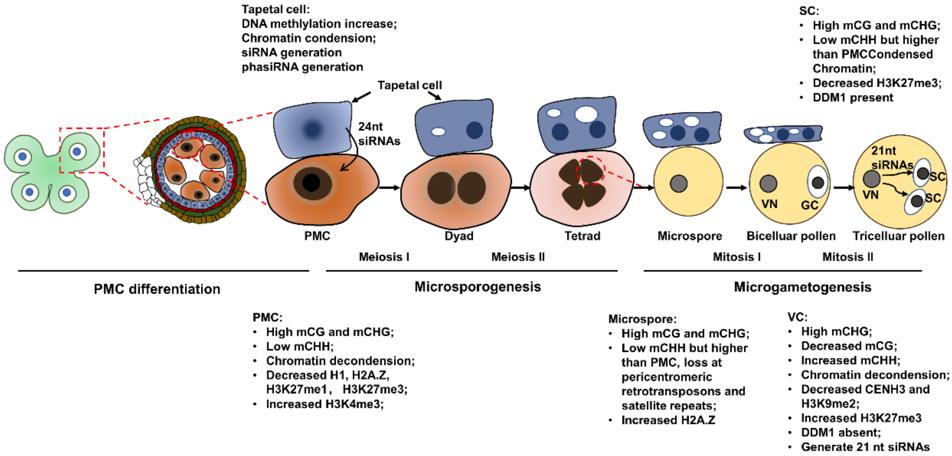 Ijms 23 10420 g001 550