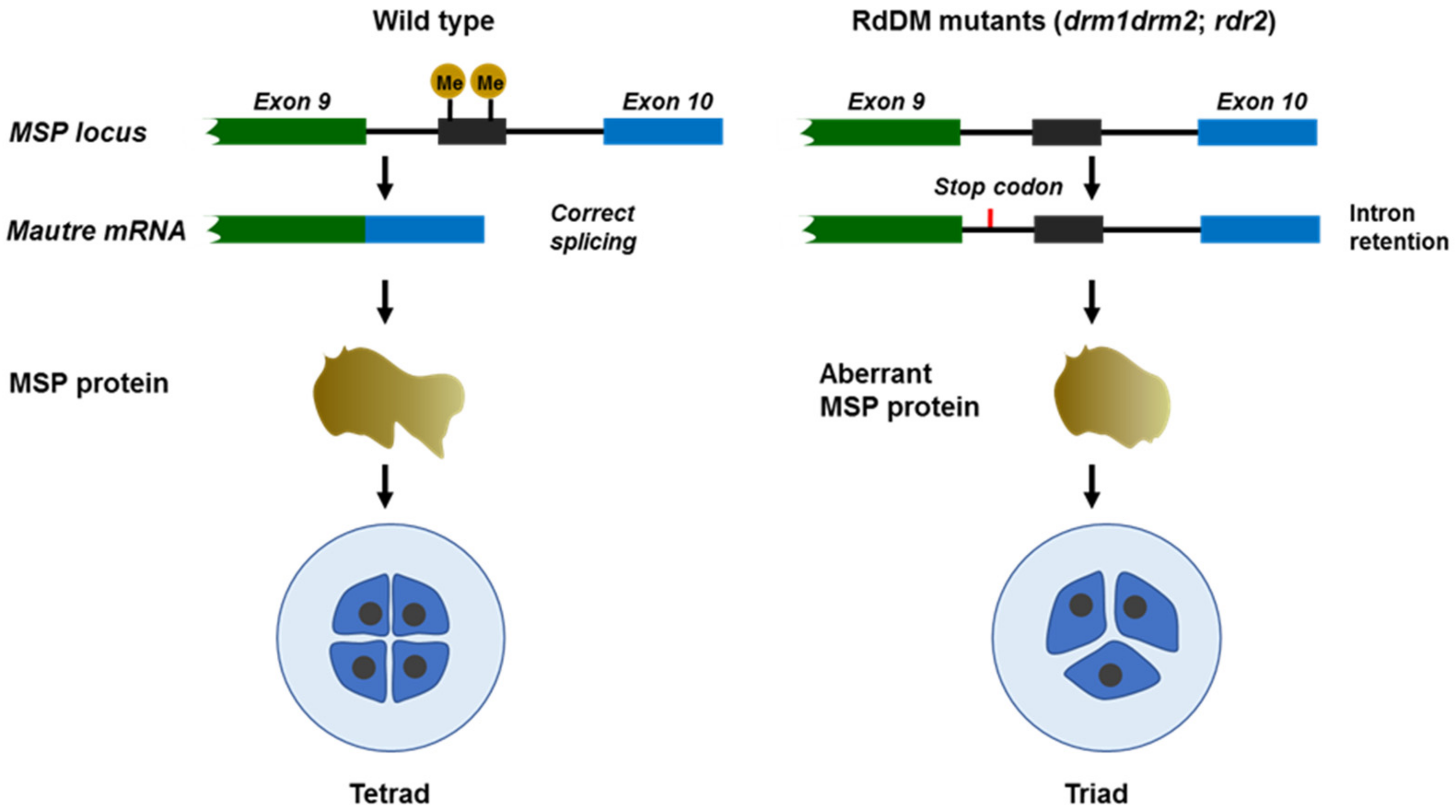 Ijms 23 10420 g002 550