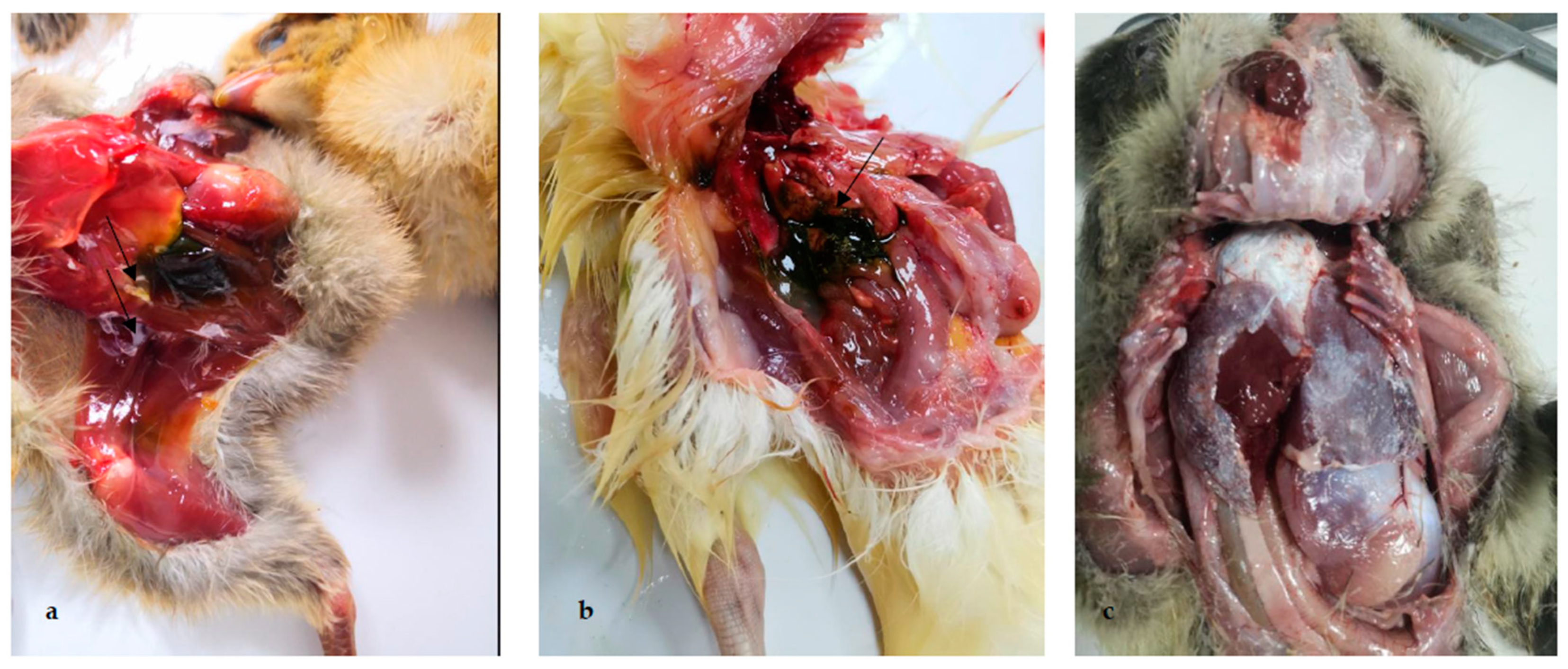 Ijms 23 10429 g002 550