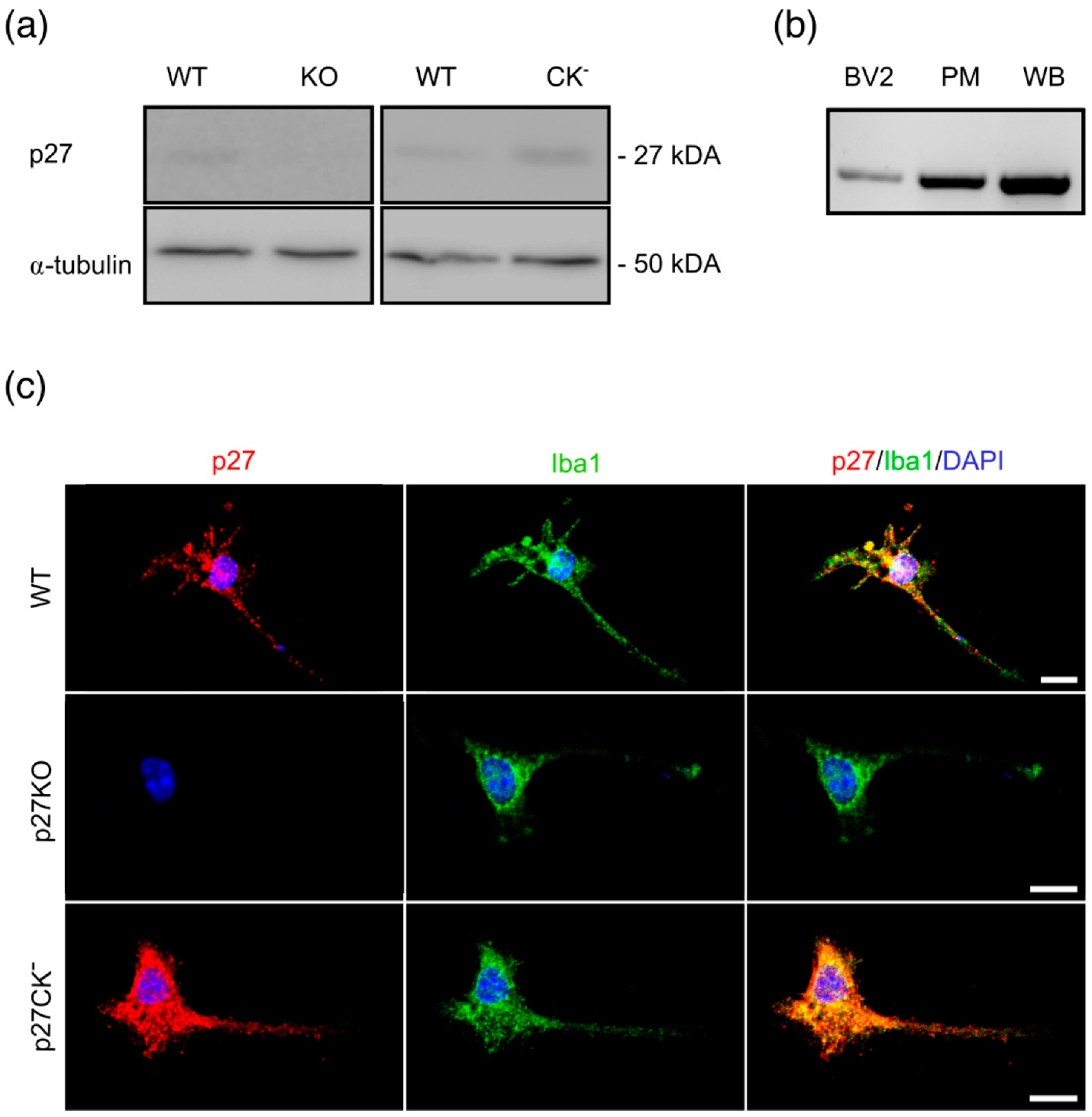 Ijms 23 10432 g001 Ijms 23 10432 g001