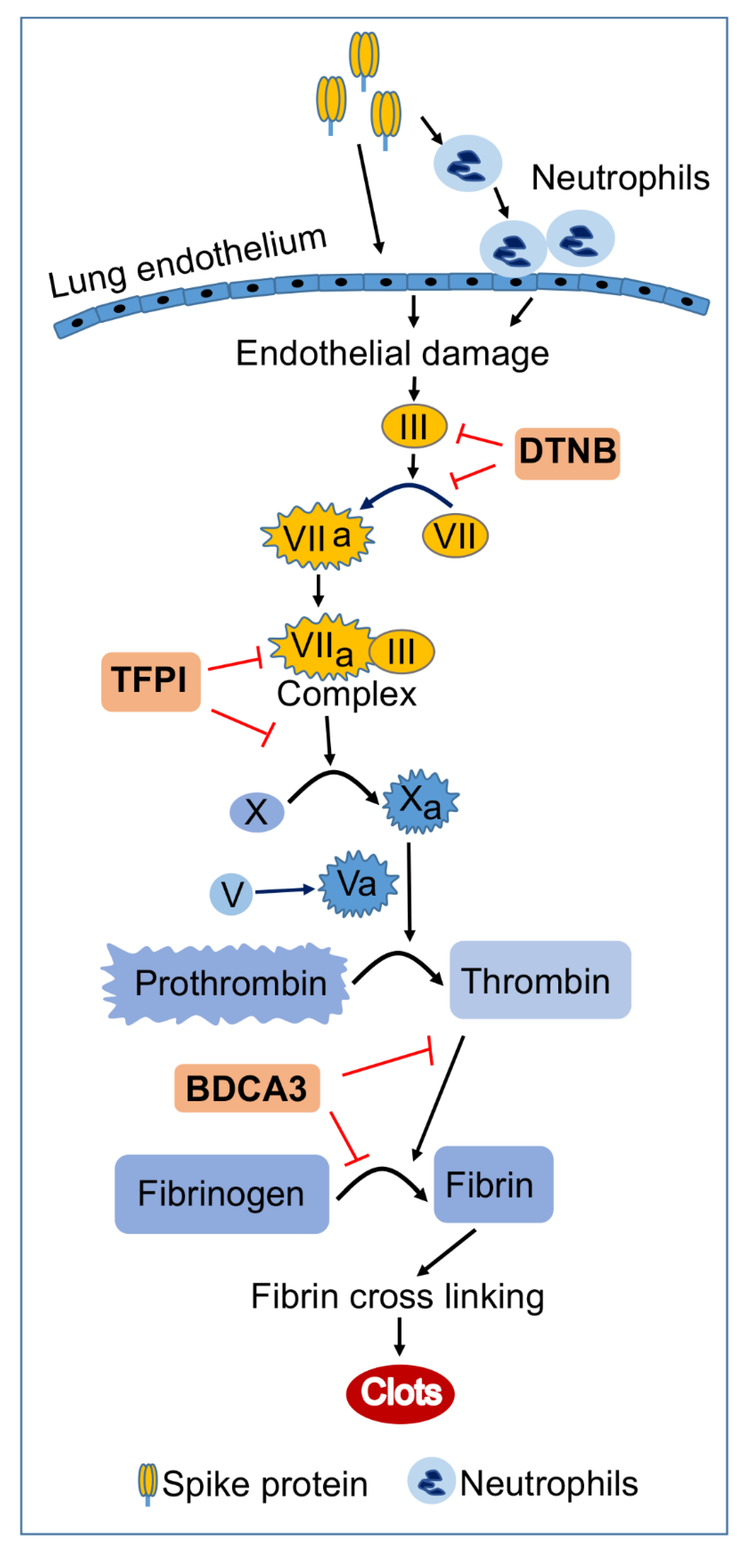 SARS-CoV-2 Spike Proteins and Cell–Cell Communication