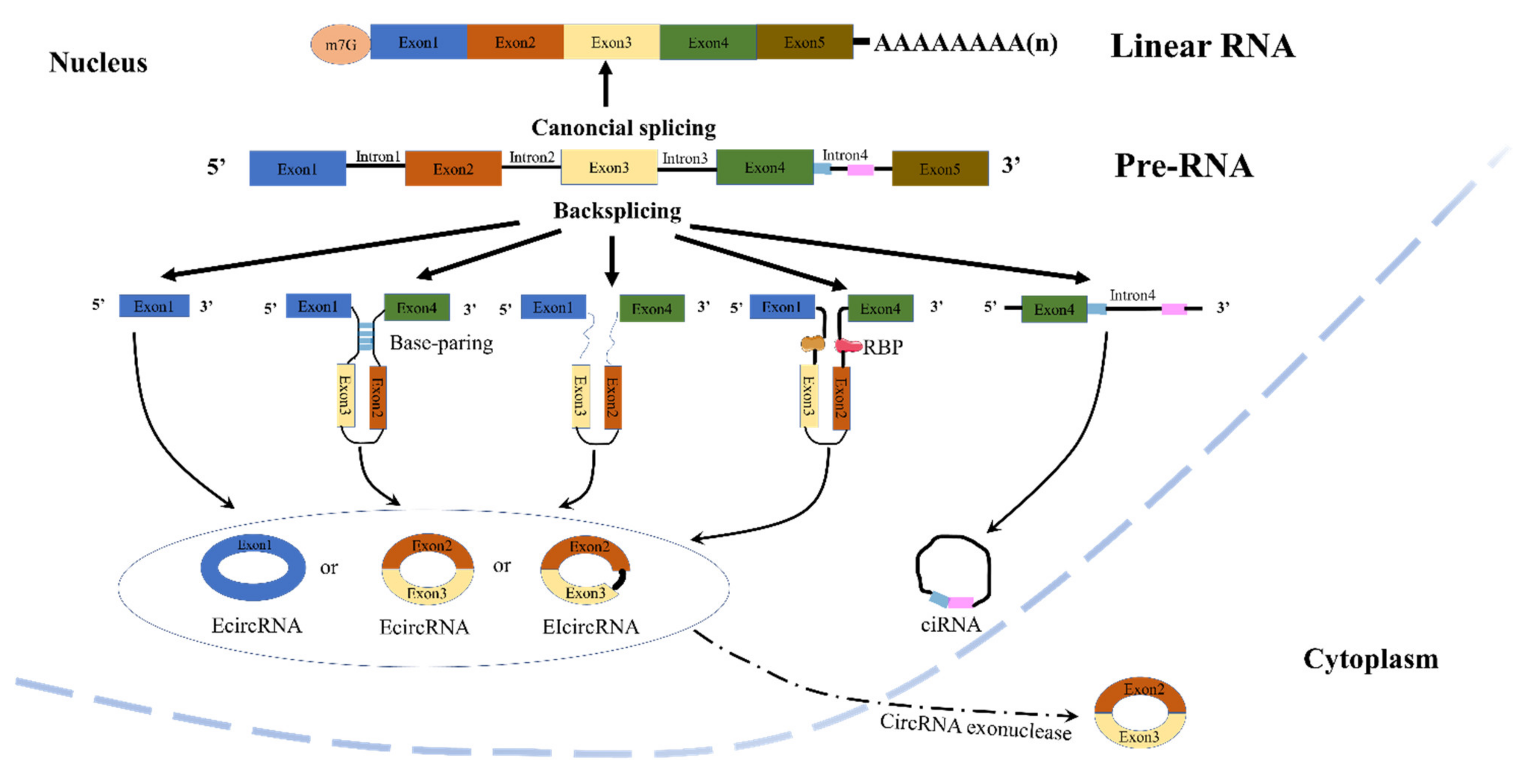 Ijms 23 10444 g001 550