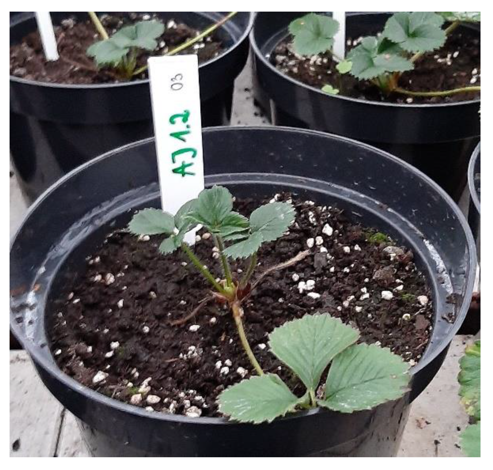 Ijms 23 10449 g012 550