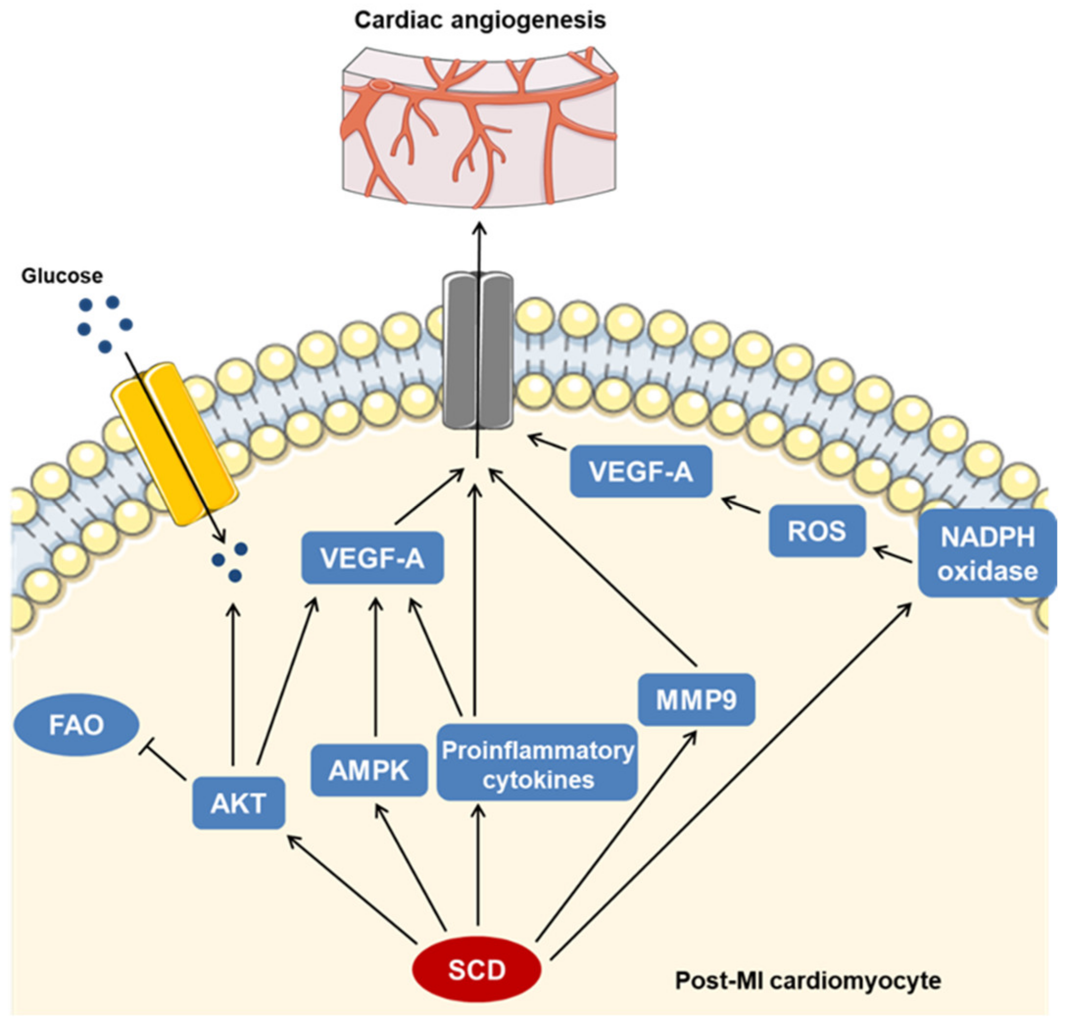 Ijms 23 10459 g008 Ijms 23 10459 g008