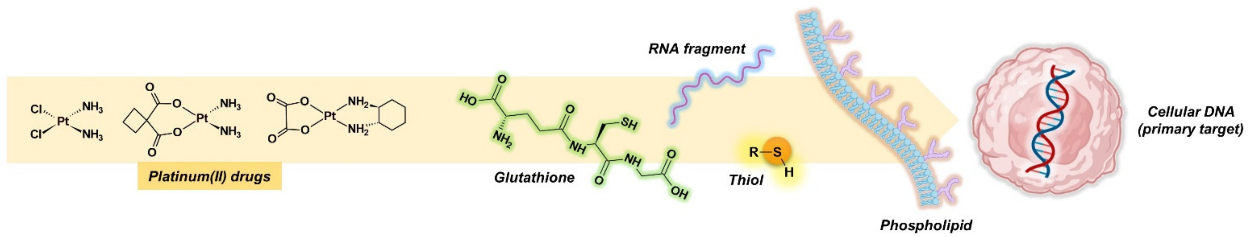 Ijms 23 10471 g002 550