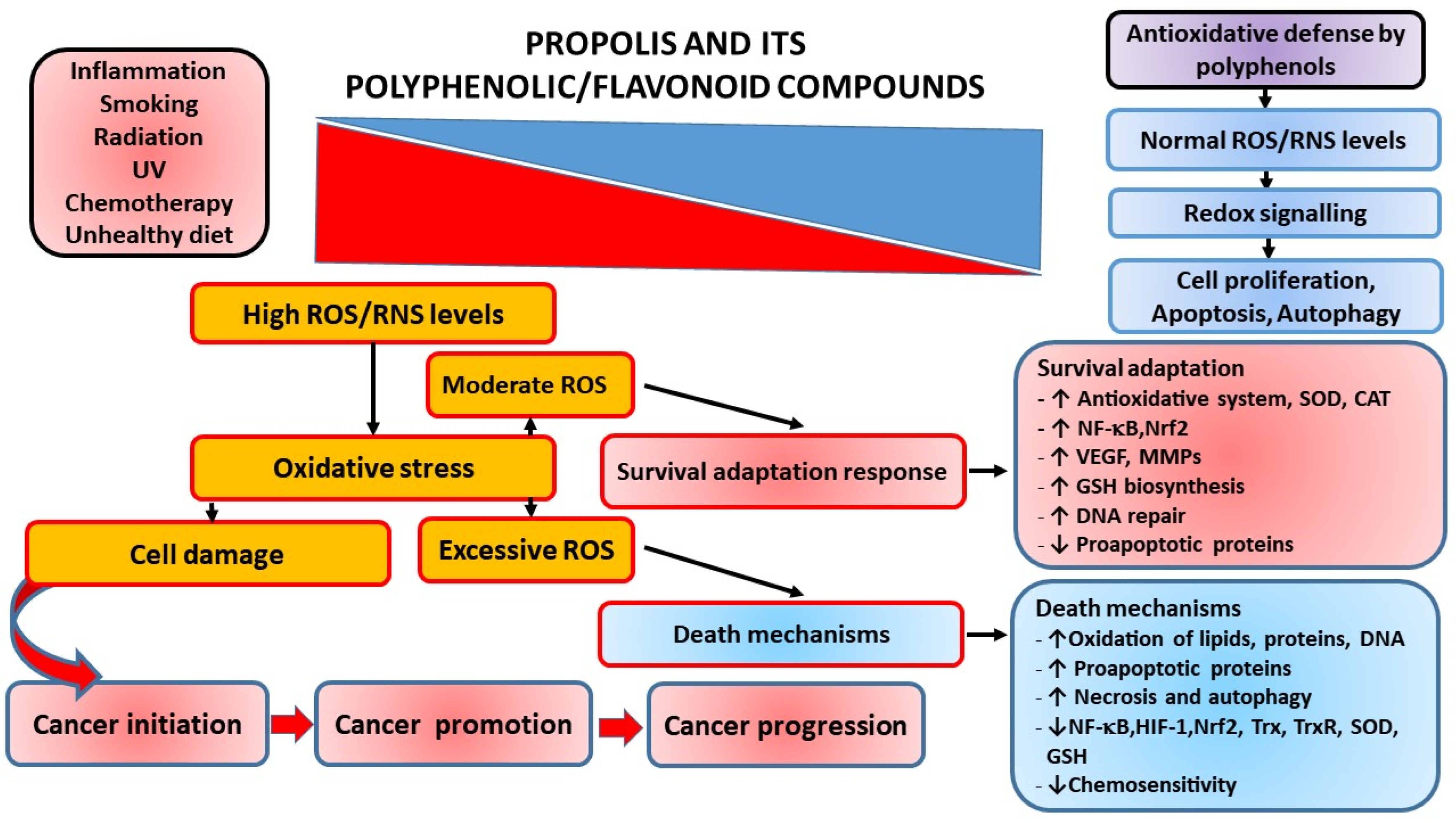 IJMS Free Full-Text Molecular and Cellular Mechanisms of Propolis and Its Polyphenolic Compounds against Cancer