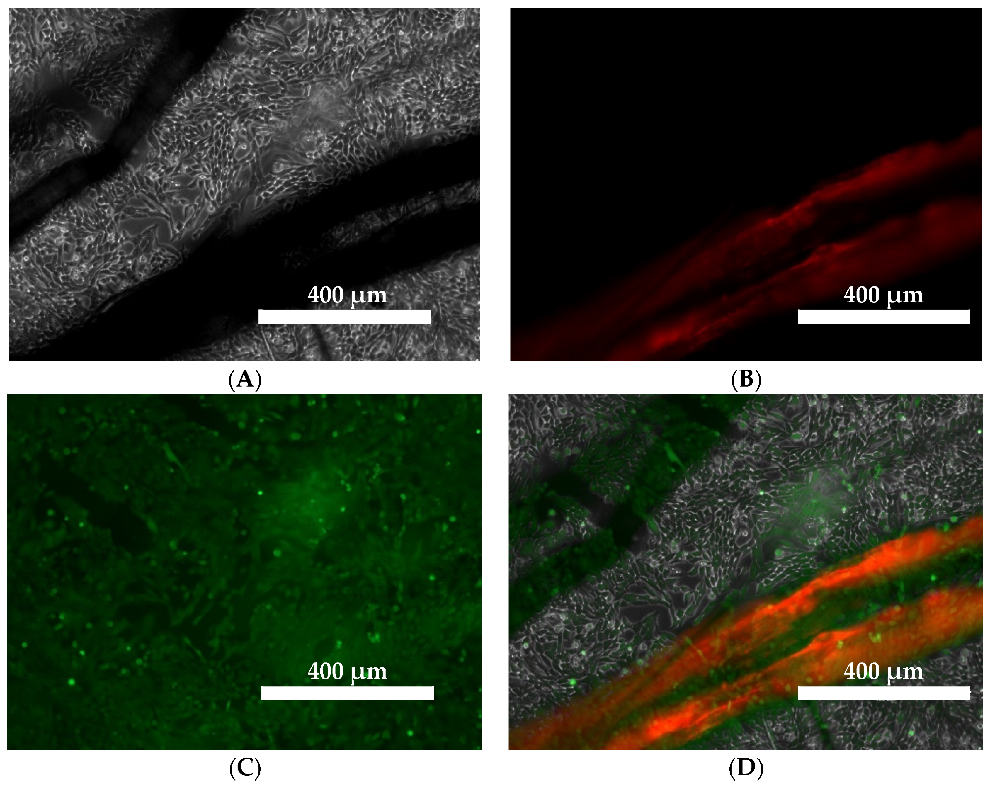 Ijms 23 10480 g002 550