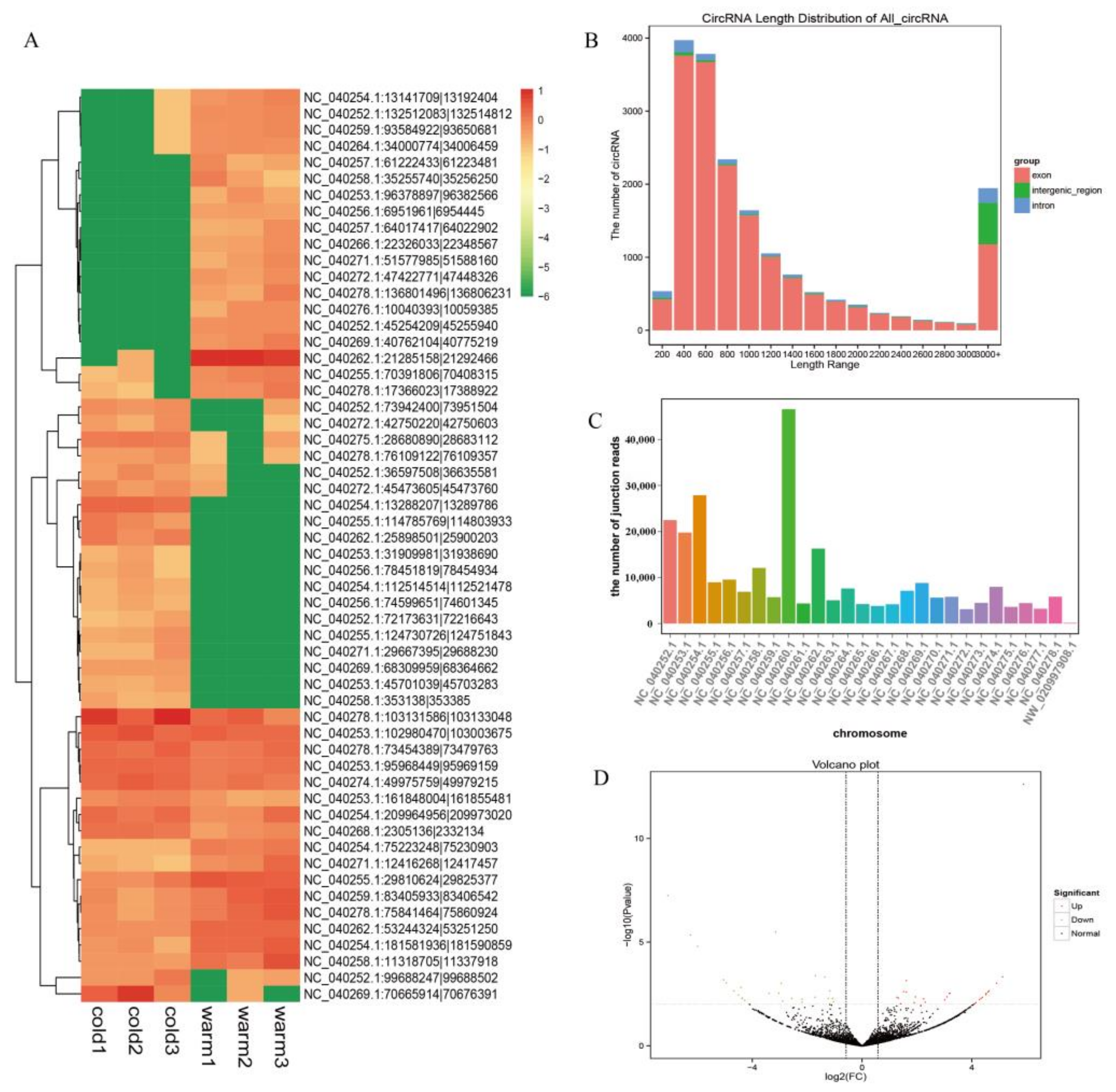 Coevolution of Rumen Epithelial circRNAs with Their