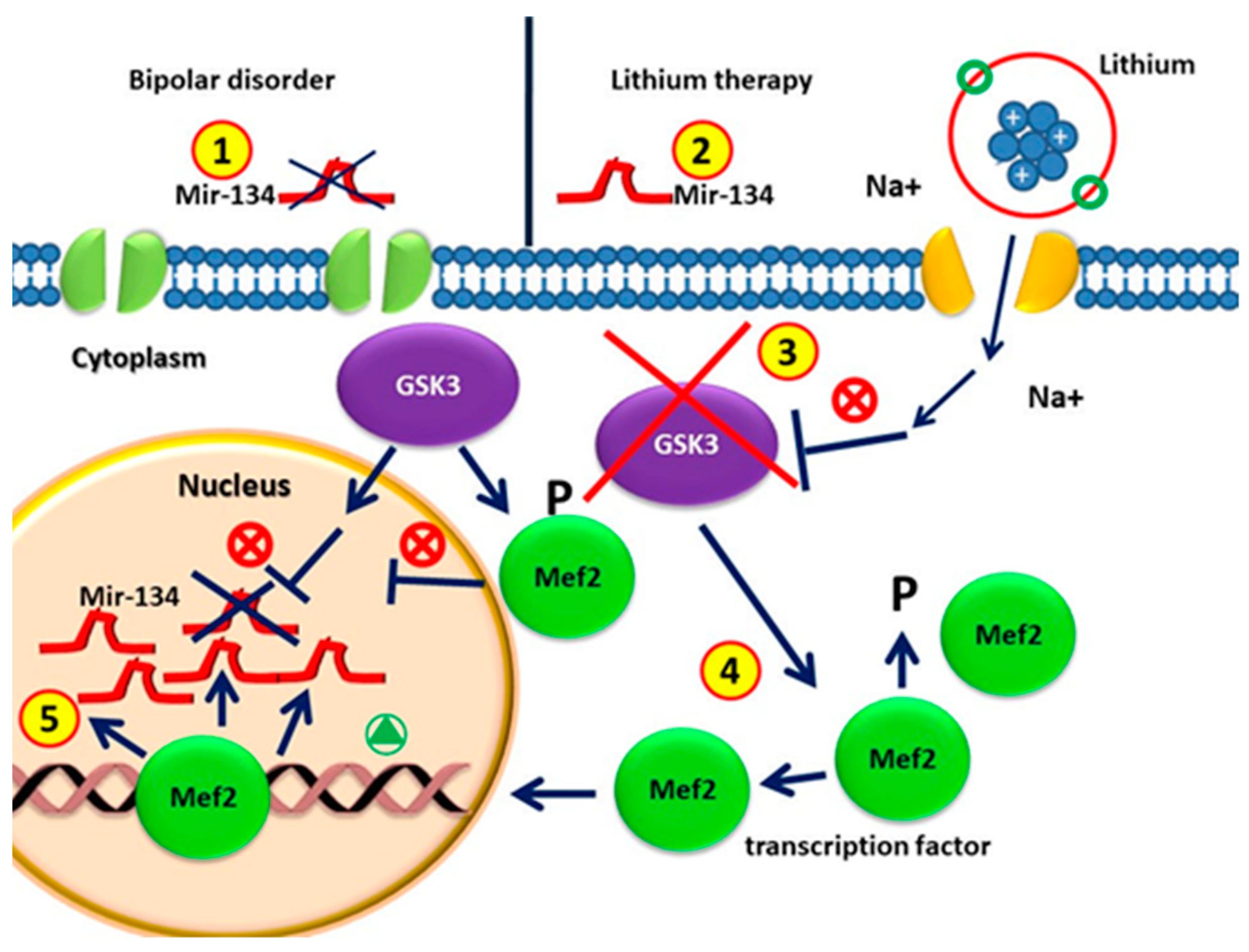 Ijms free full text micrornas stem cells in bipolar disorder and